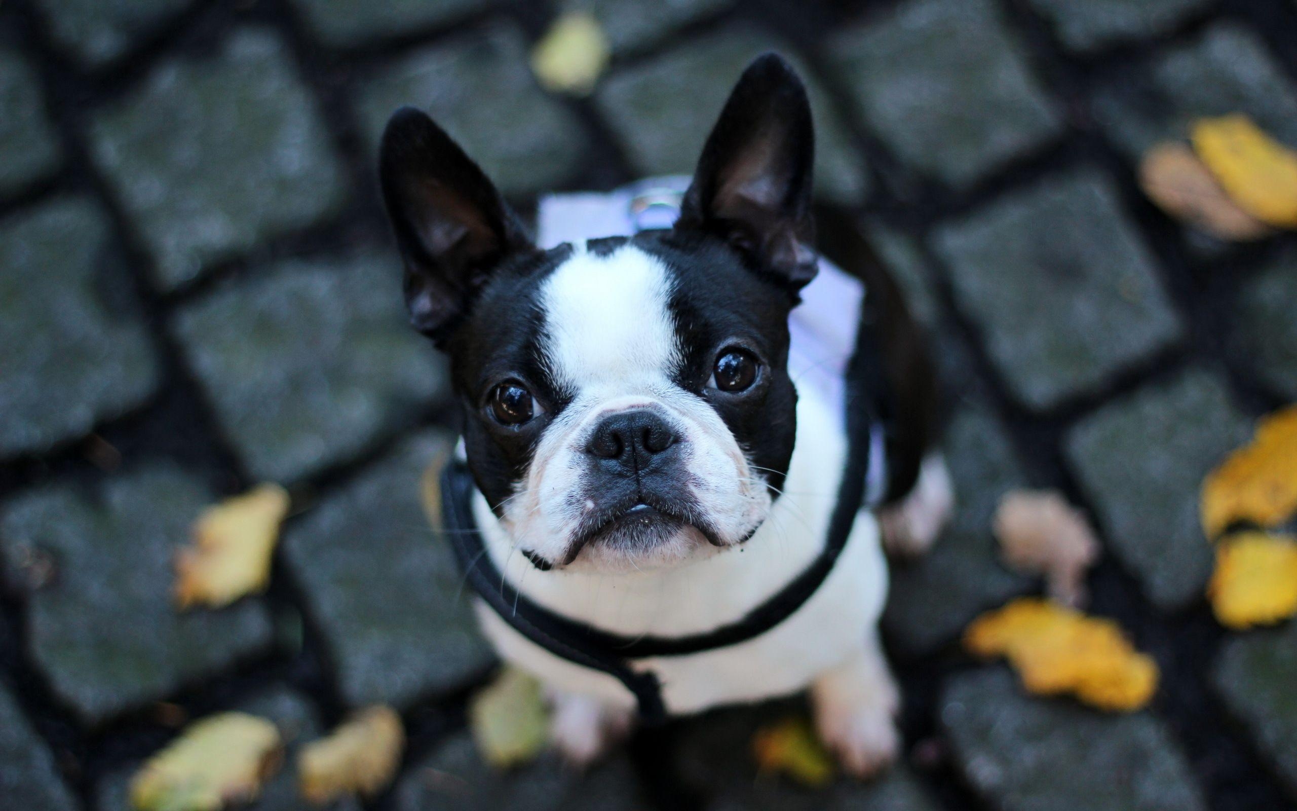 Französische Bulldogge, HD, Tierbild, Hintergrund, Hund, 2560x1600 HD Desktop