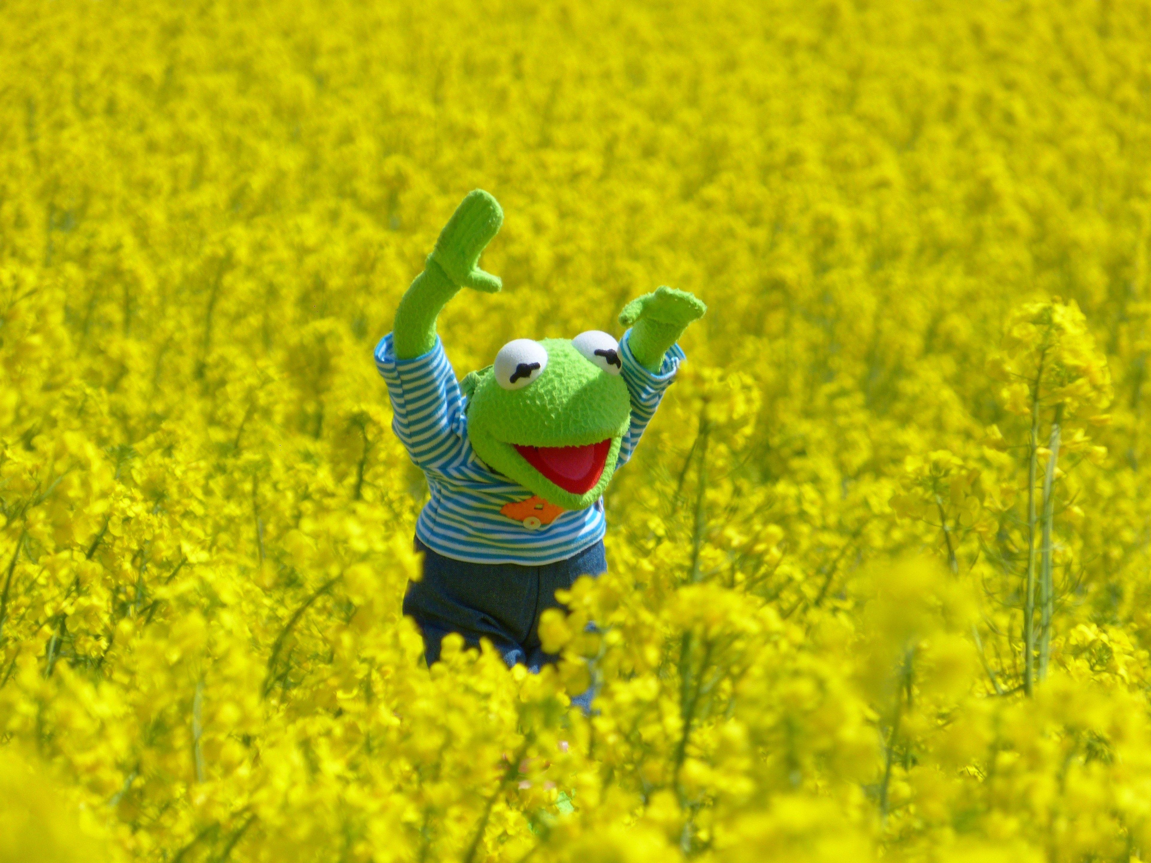 Ölrübsenfeld, Kermit der Frosch, Gelb, 4K, 3840x2880 4K Desktop