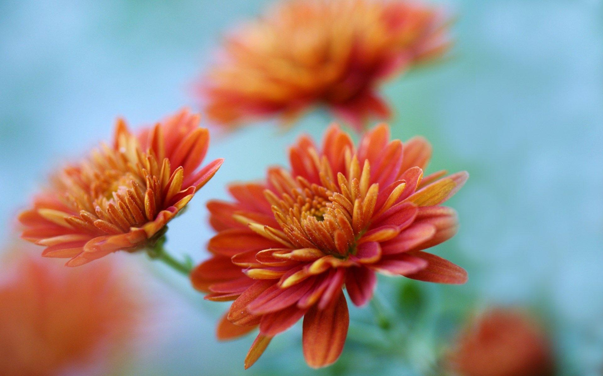 Orange Chrysantheme, Foto, Blumenbild, 1200p, 1920x1200 HD Desktop