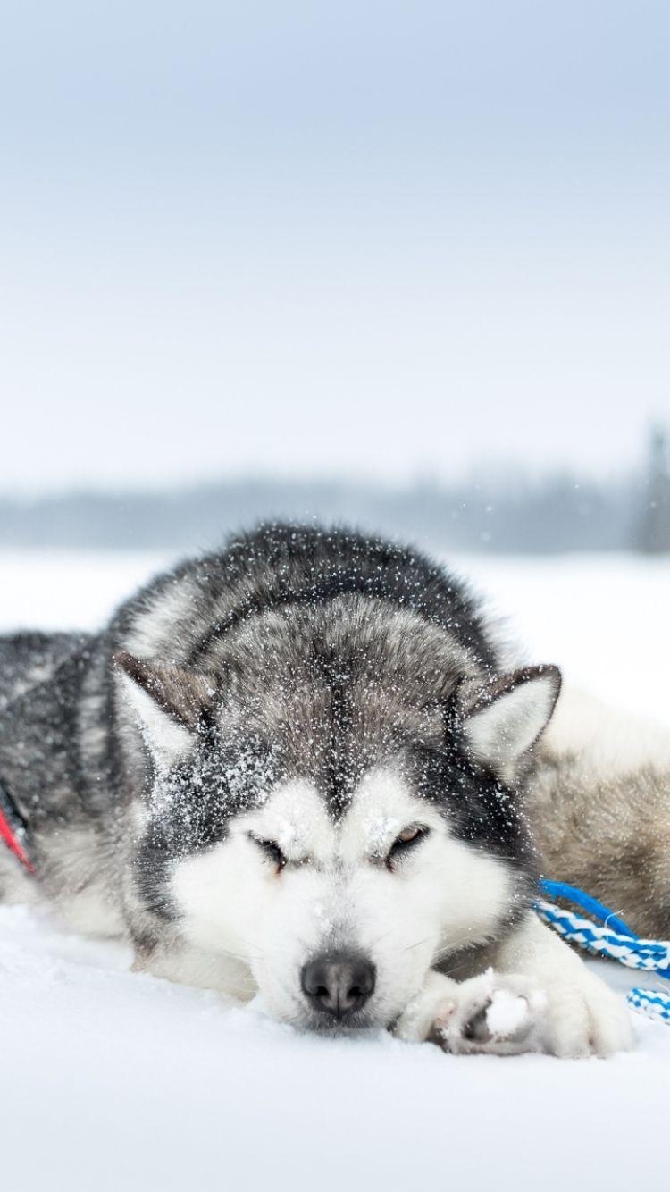 Sibirischer Husky, Tier, HD Hintergrund, Canidae, Haustier, 750x1340 HD Handy