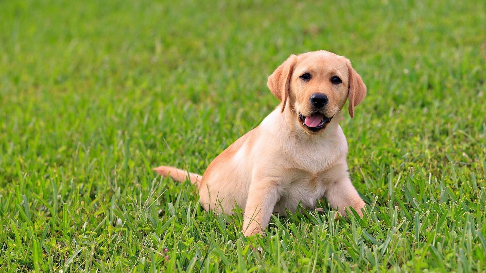 Labrador Welpen, Tiere, HD, Hintergrund, Bild, 1600x900 HD Desktop