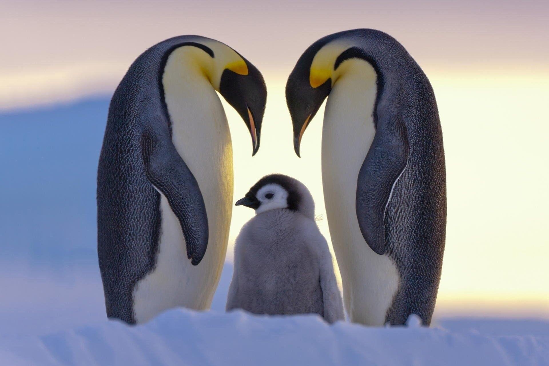 Baby Pinguin, Tiere, Hintergrund, Pinguinart, 1920x1280 HD Desktop