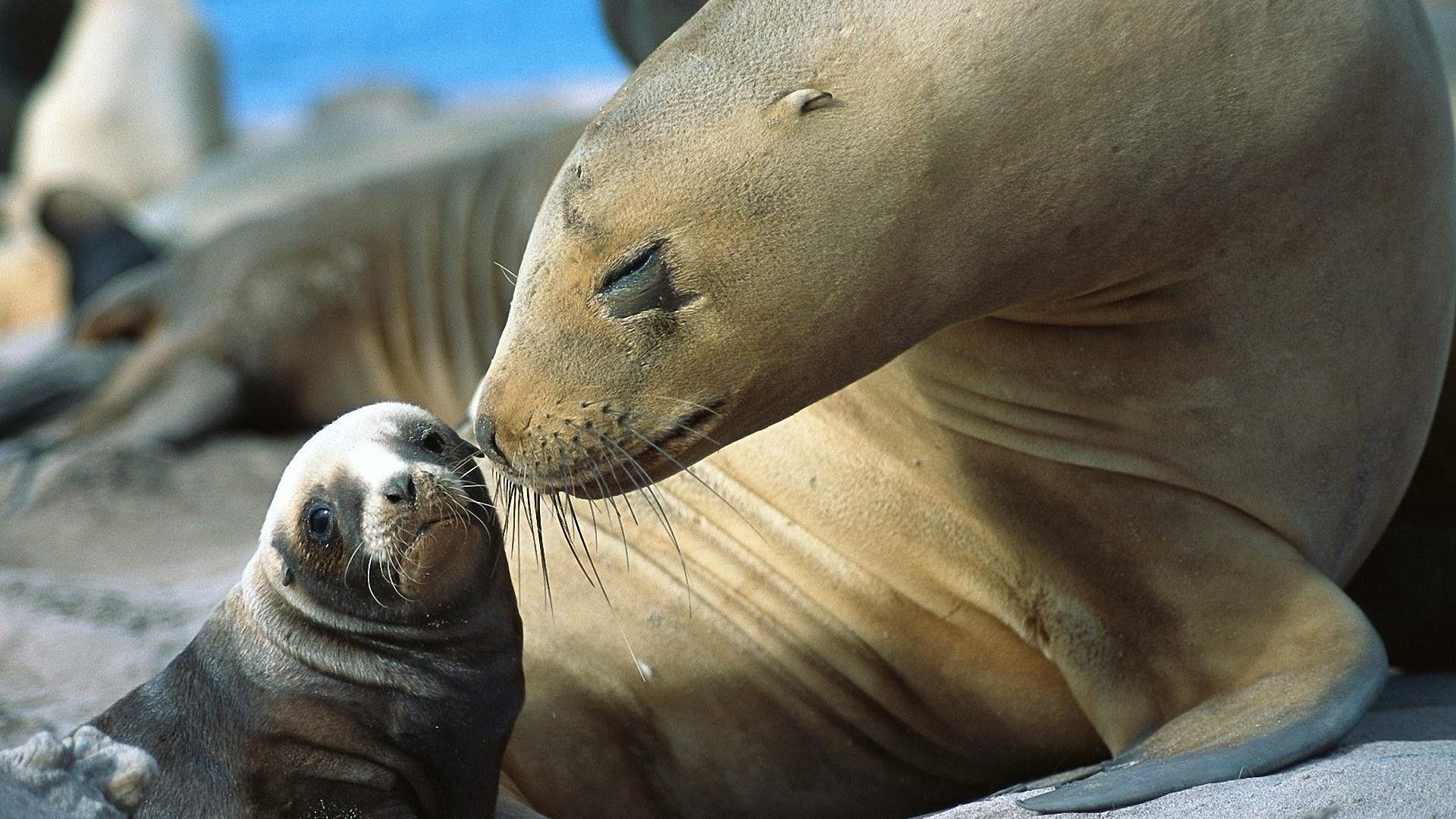 Seelöwe, Baby, Natur, Schnurrhaare, Hintergrund, 1920x1080 Full HD Desktop