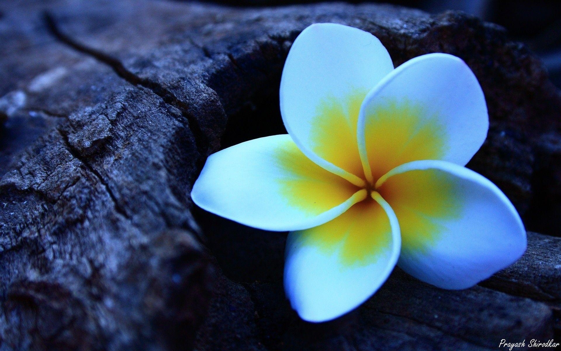 Frangipani, Kostenlos, Natur, Wallpaper, Blume, 1920x1200 HD Desktop