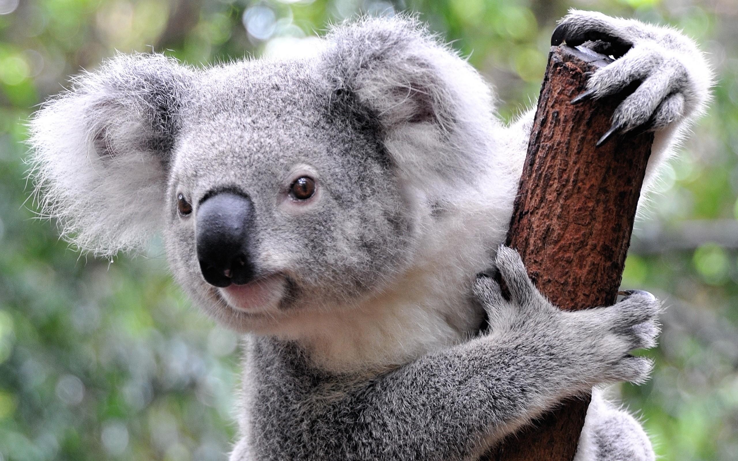 Koala Bär, Tier, Australien, Hintergrund, Wald, 2560x1600 HD Desktop