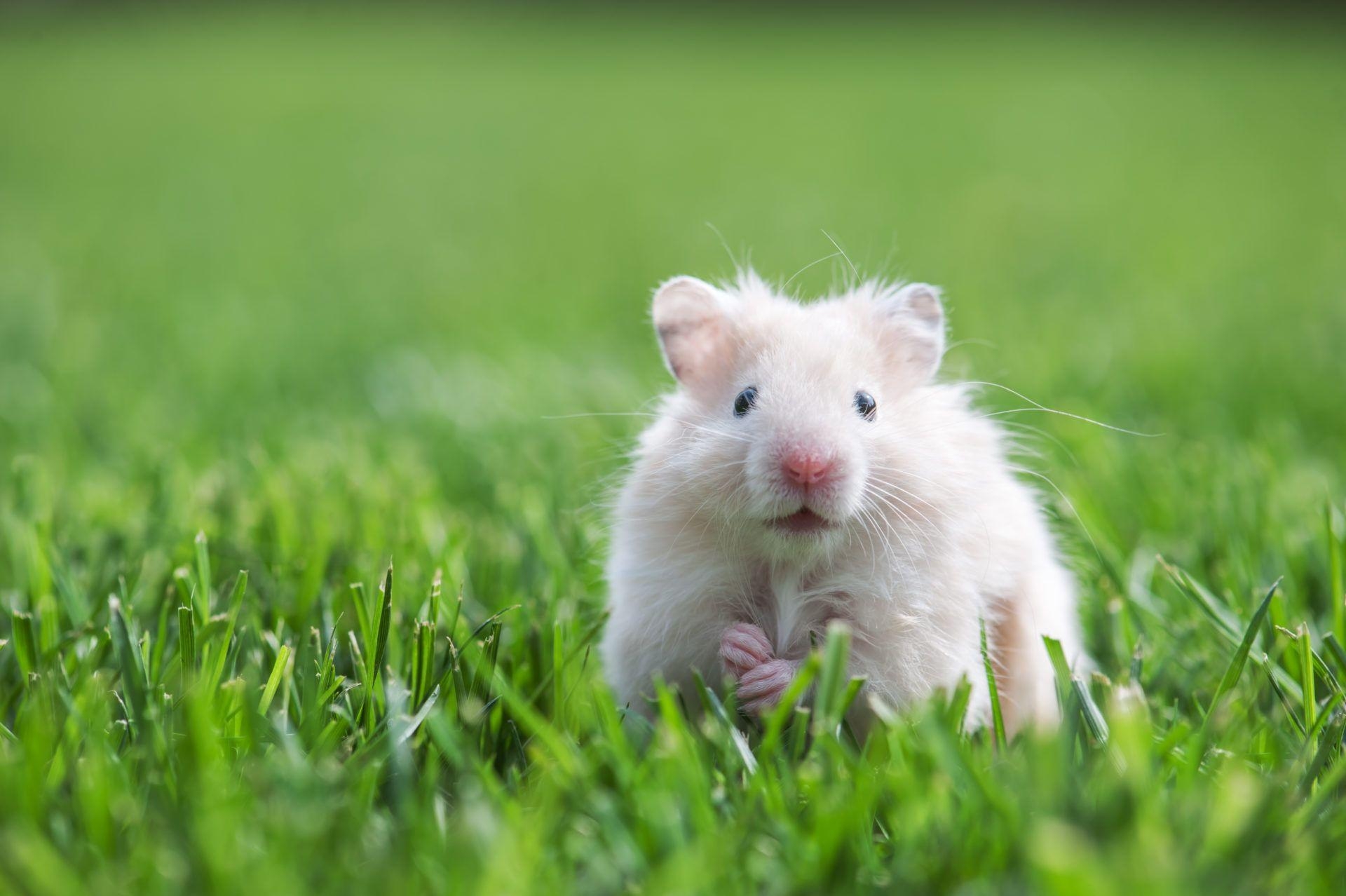 Hamster Bild, Niedliches Tier, Hintergrundbild, Tierfotografie, HD, 1920x1280 HD Desktop