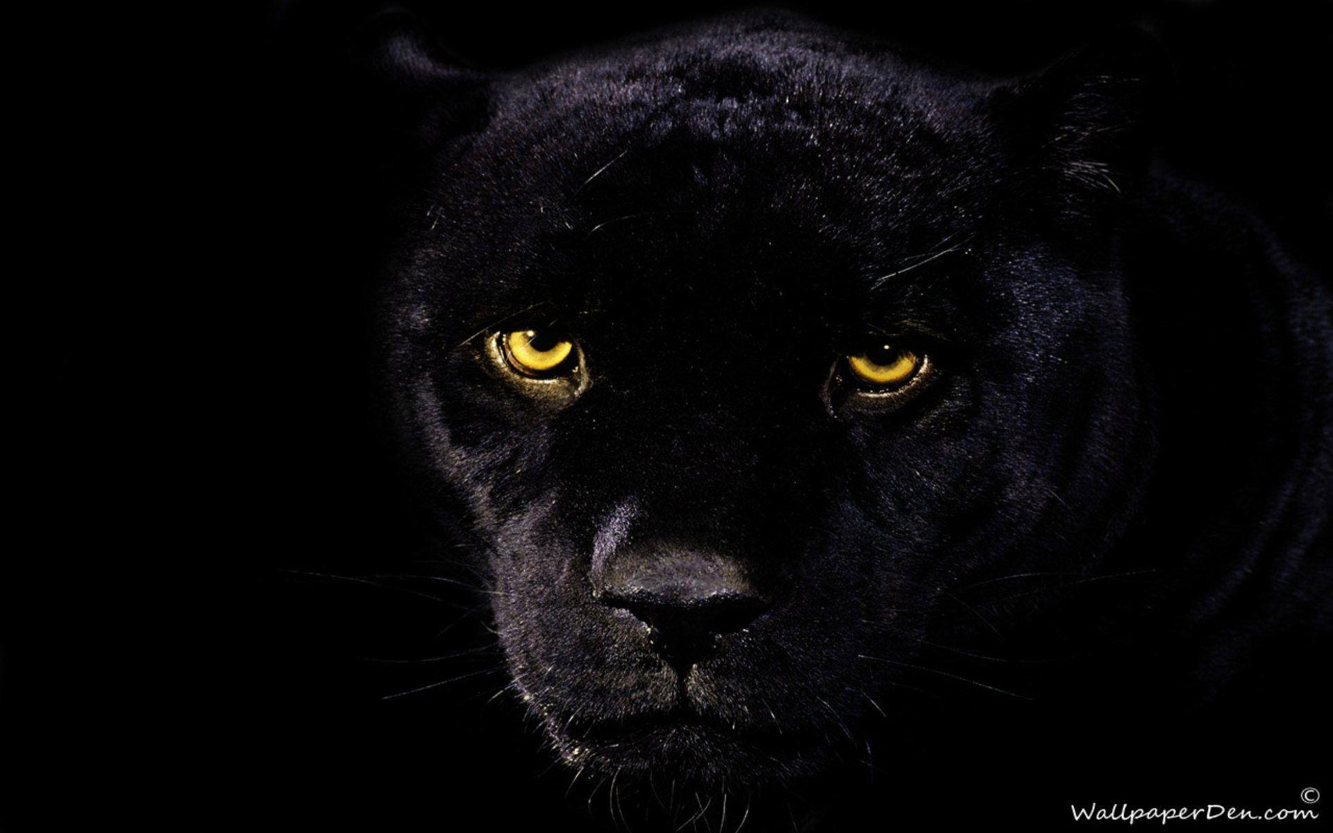 Panther, Tier, Hintergrund, Spot, Kunst, 1920x1200 HD Desktop