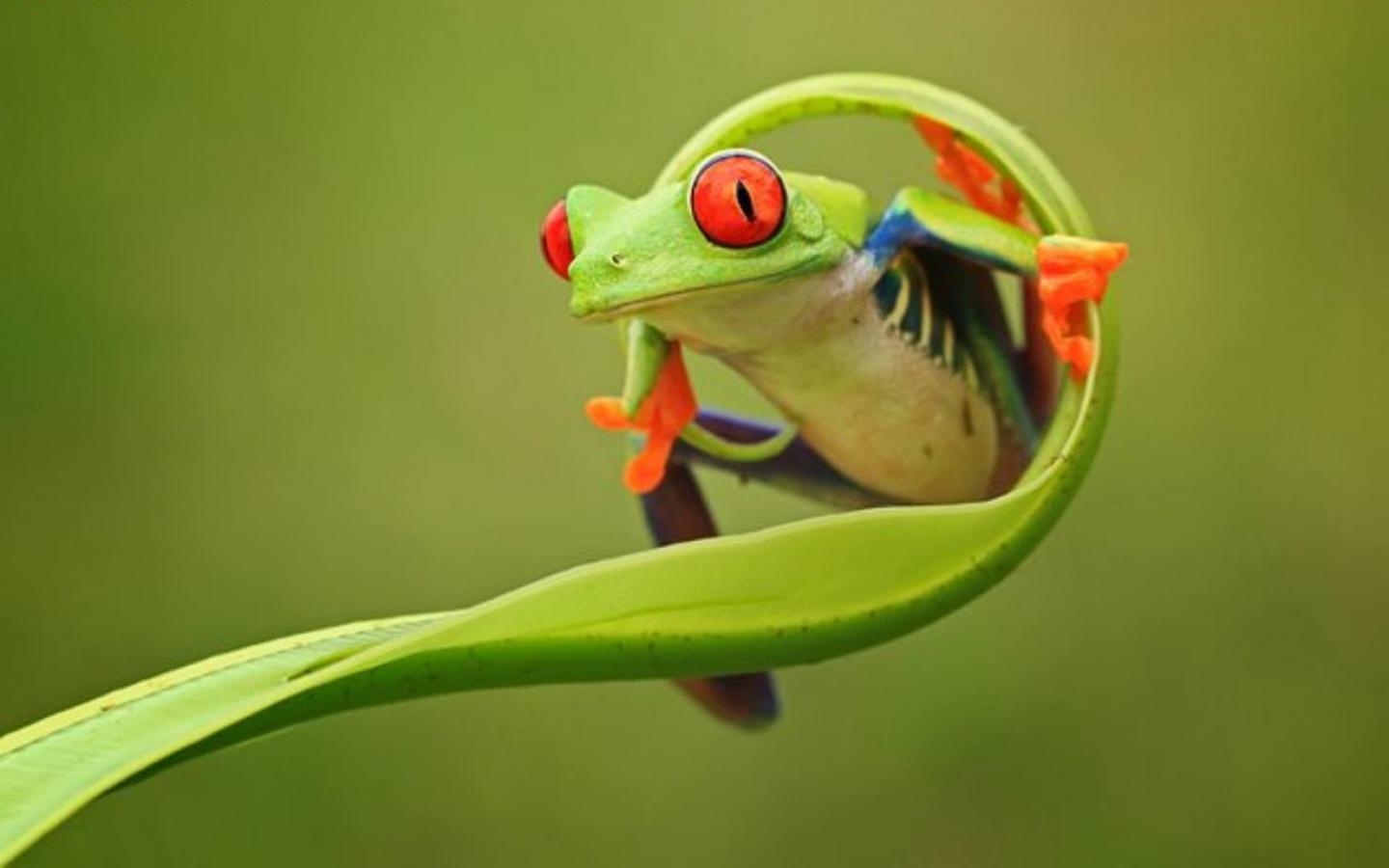 Frosch, Hintergrund, 900px, Tiere, Natur, 1440x900 HD Desktop