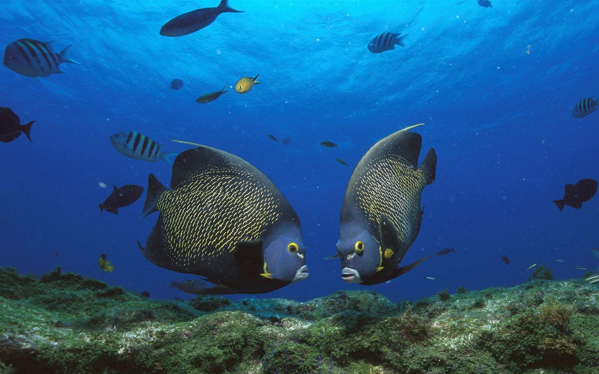 Französischer Kaiserfisch, Ozean, Meer, Wasser, Farben, 1920x1200 HD Desktop