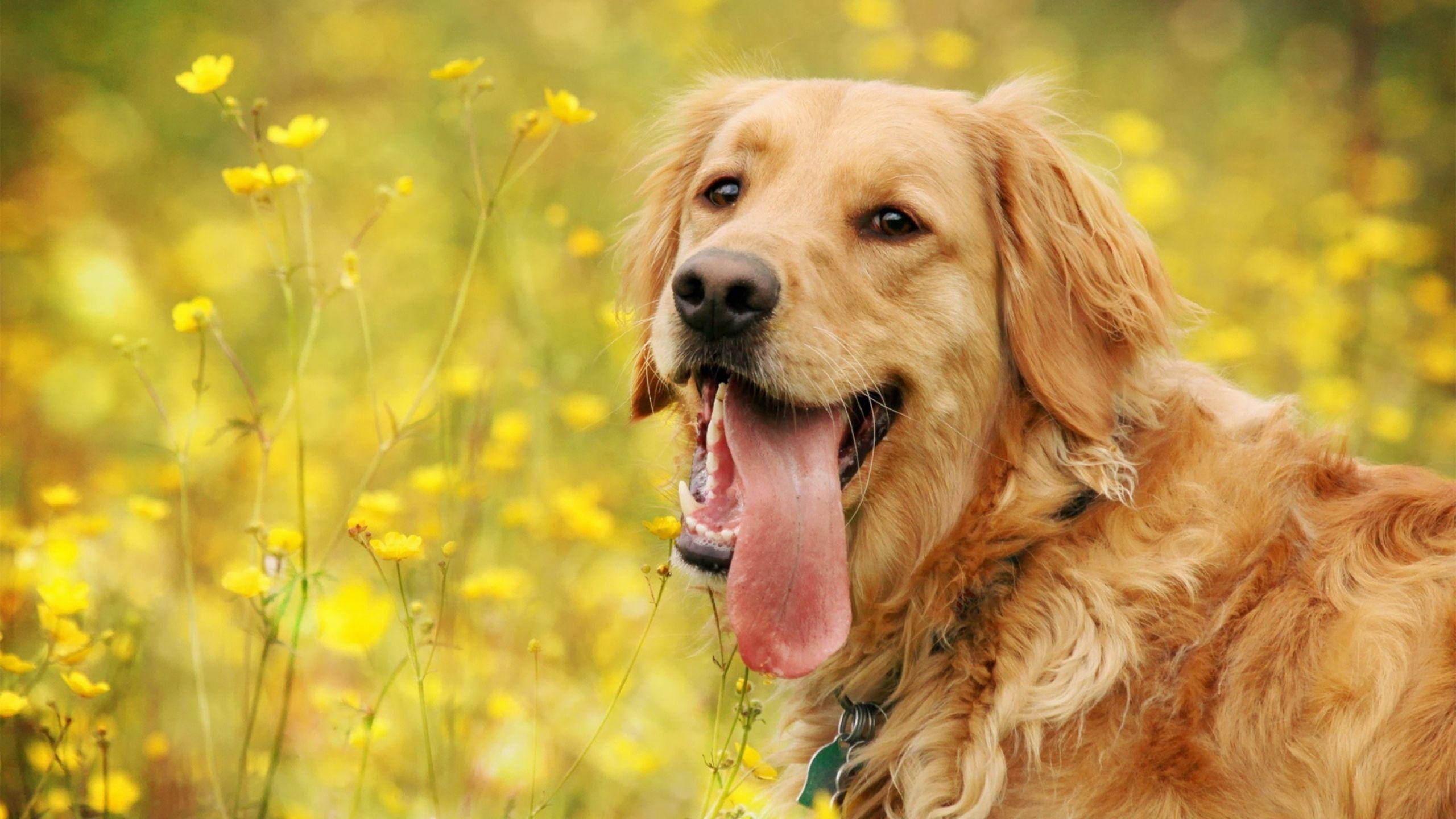 Müder Retriever, MacBook Air, Download, Hund, Haustier, 2560x1440 HD Desktop