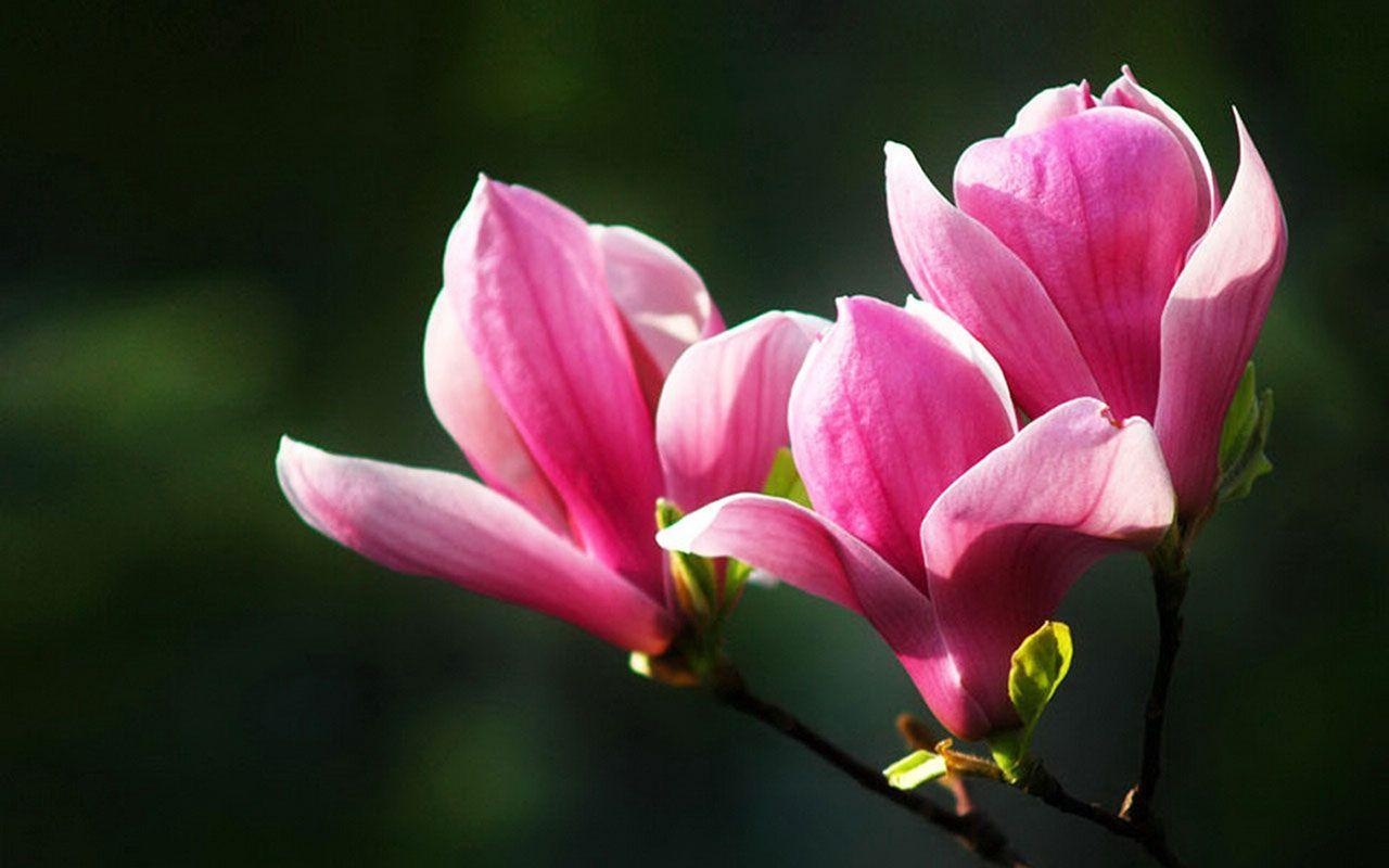 Magnolien, Blumen, Natur, Florale Schönheit, Rosen, 1280x800 HD Desktop