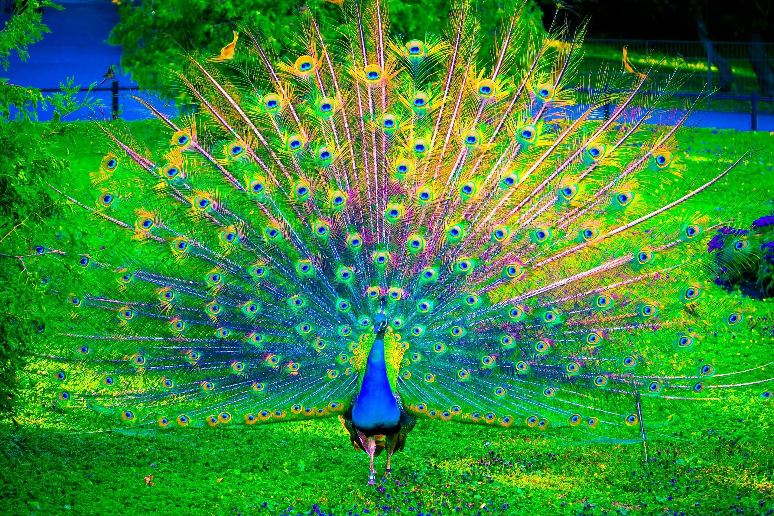 HD Pfau, Farben, Vogel, Bild, Hintergrund, 2560x1710 HD Desktop