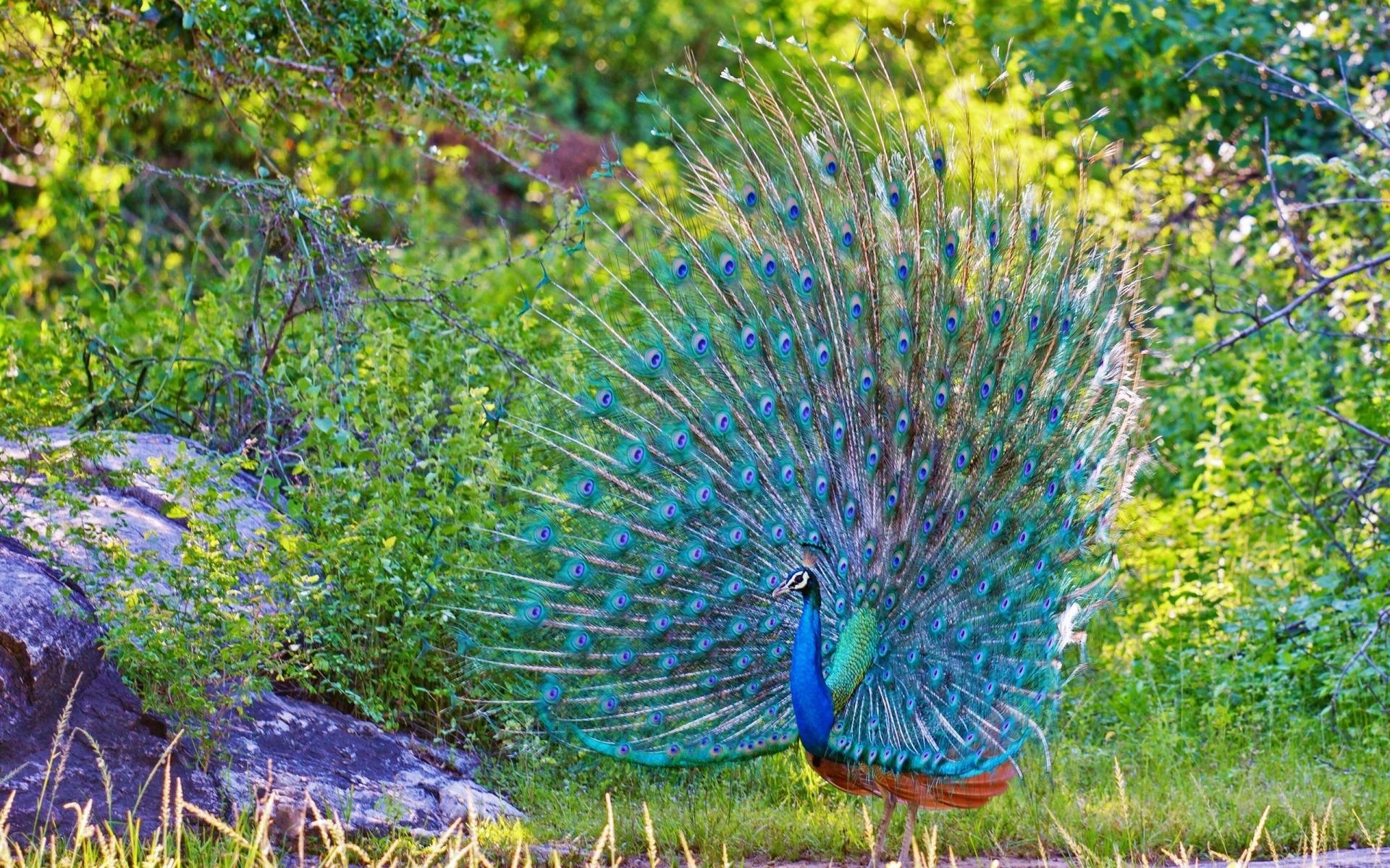 Schöner Pfau, Vogel, Fakten, HD-Bild, Hintergrund, 1920x1200 HD Desktop