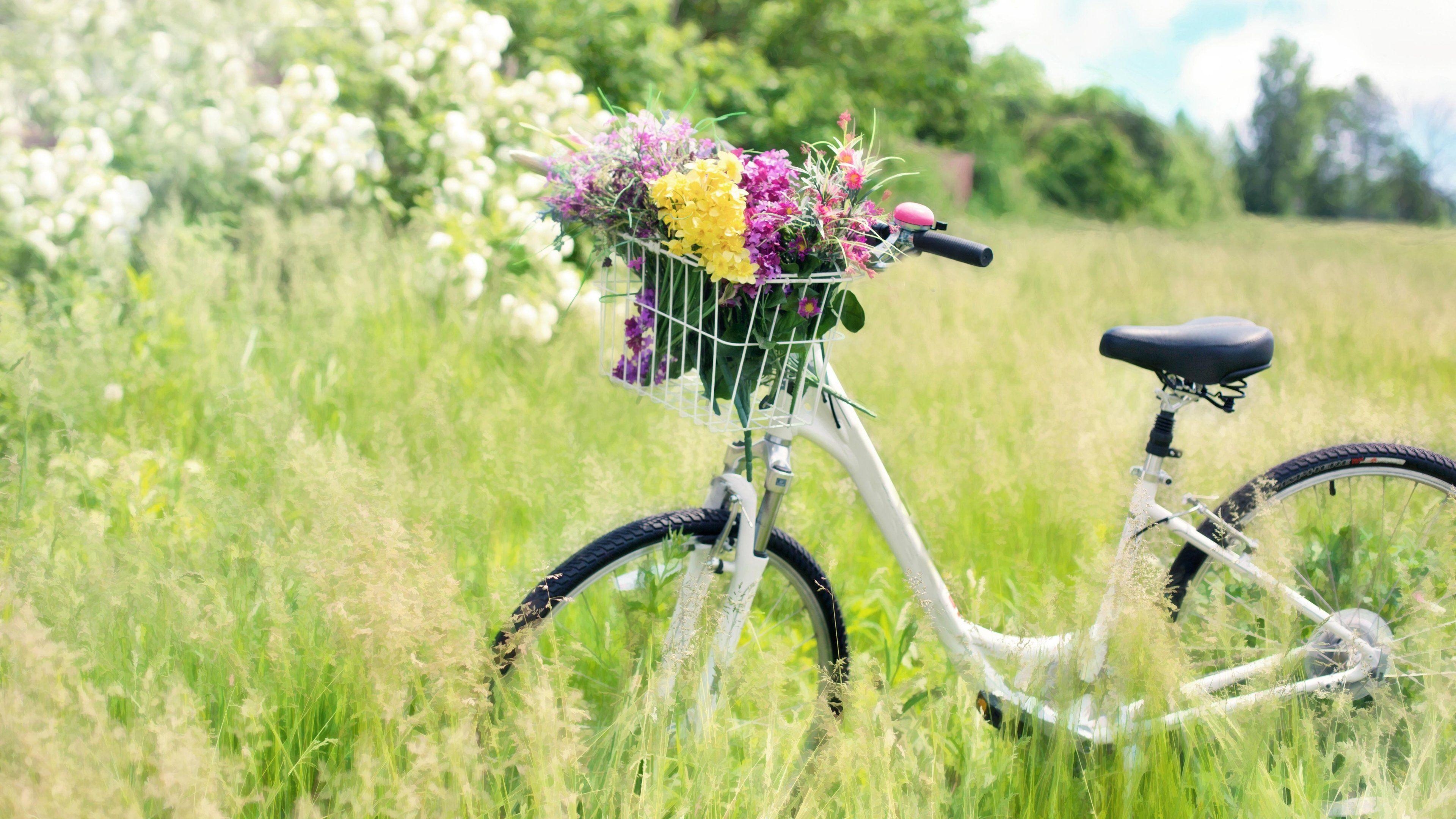 Romantisches Fahrrad, Wiese, Desktop, Bild, Liebe, 3840x2160 4K Desktop