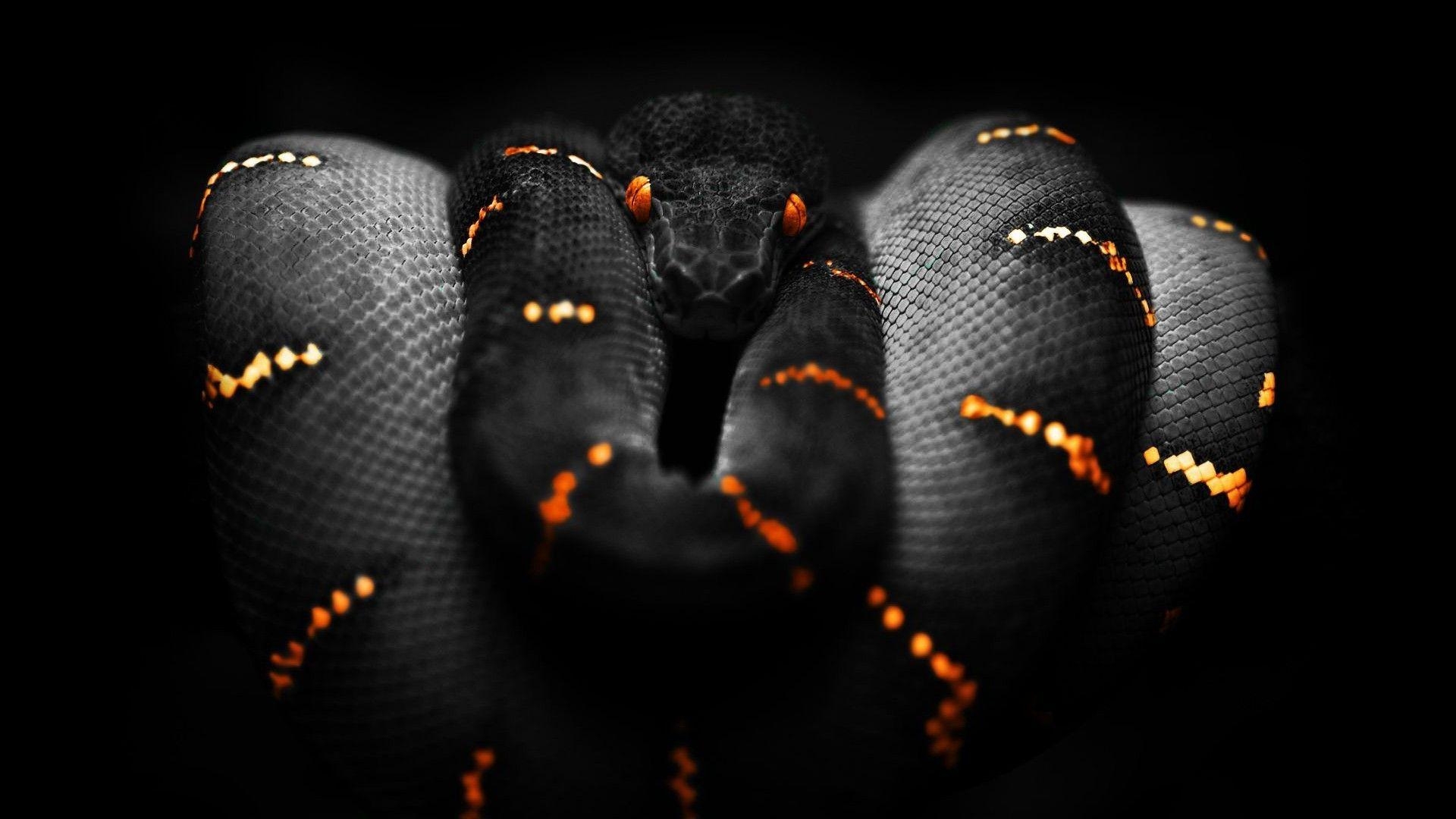 Schlange, Orange, Schwarz, Farbspiel, Boa Constrictor-Bild, 1920x1080 Full HD Desktop