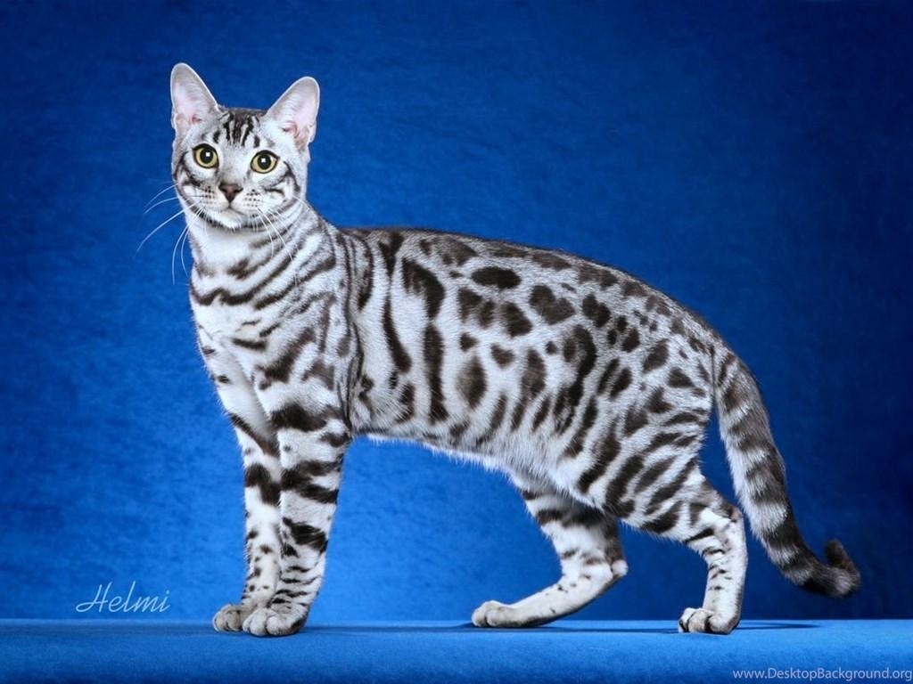 Weiße Bengalkatze, Hintergrund, Desktop, Exotisch, Tier, 1030x770 HD Desktop