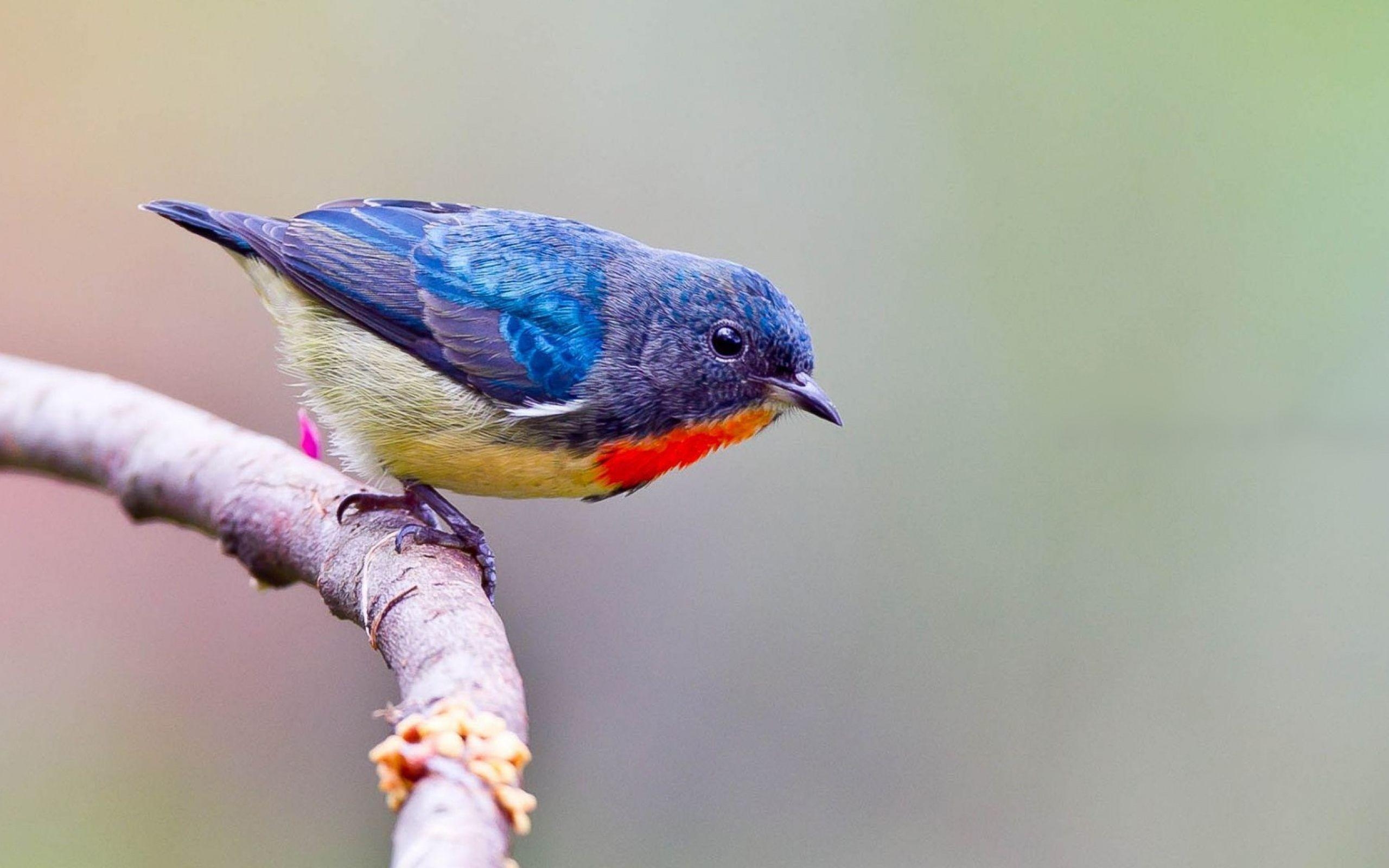 Kleiner Vogel, niedlich, HD, Tierwelt, Farbenfroh, 2560x1600 HD Desktop