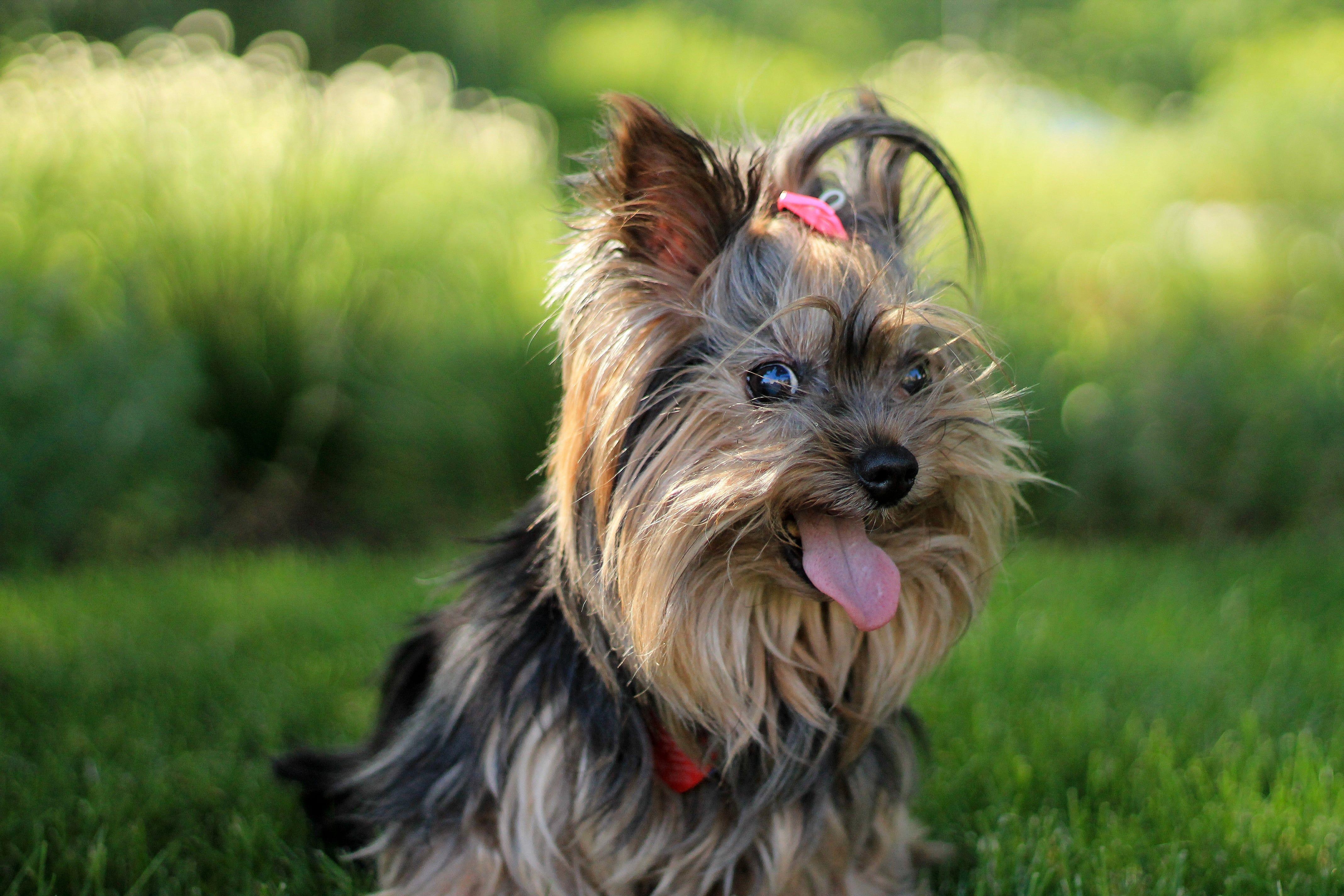 Kostenloser Download, Yorkshire Terrier, 4272x2848, Bild, Tier, 4280x2850 4K Desktop