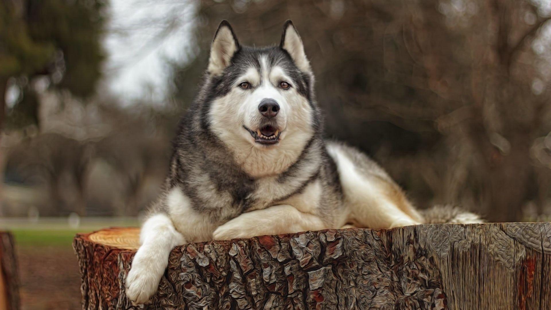 Sibirischer Husky, Hunde, Tierfreunde, HD Bilder, 1920x1080 Full HD Desktop