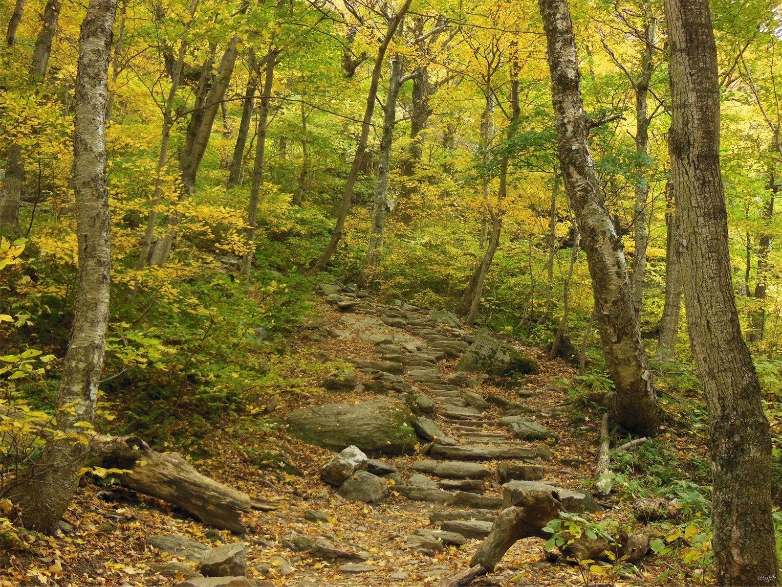 Vermont, Herbstlaub, Wald, Mansfield, Herbstfarben, 1600x1200 HD Desktop