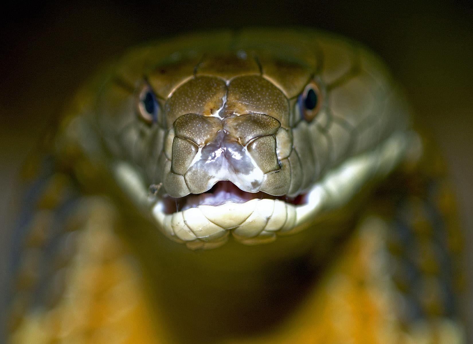 Graue Königskobra, HD, Reptil, exotisch, Schlange, 1650x1200 HD Desktop