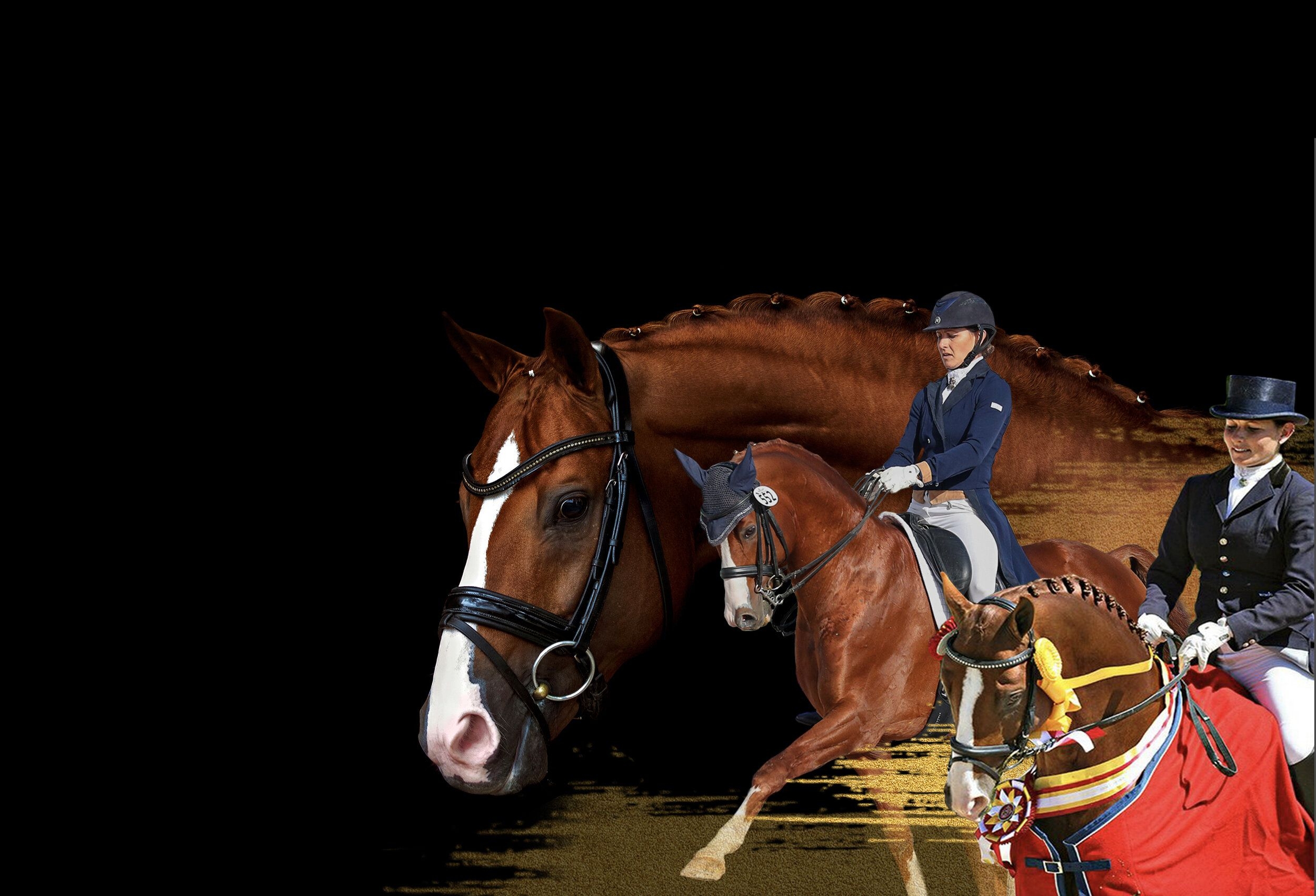 Website Titel, Dressurthema, Equestrian Blog, Pferdesport Info, 2500x1710 HD Desktop