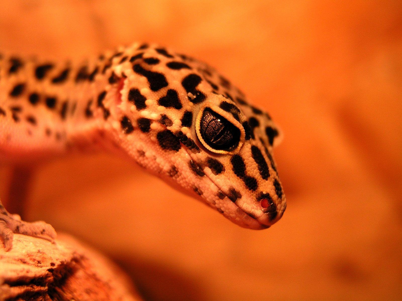 Leopardgecko, Eidechse, Haustier, Exotisch, Tiere, 1600x1200 HD Desktop