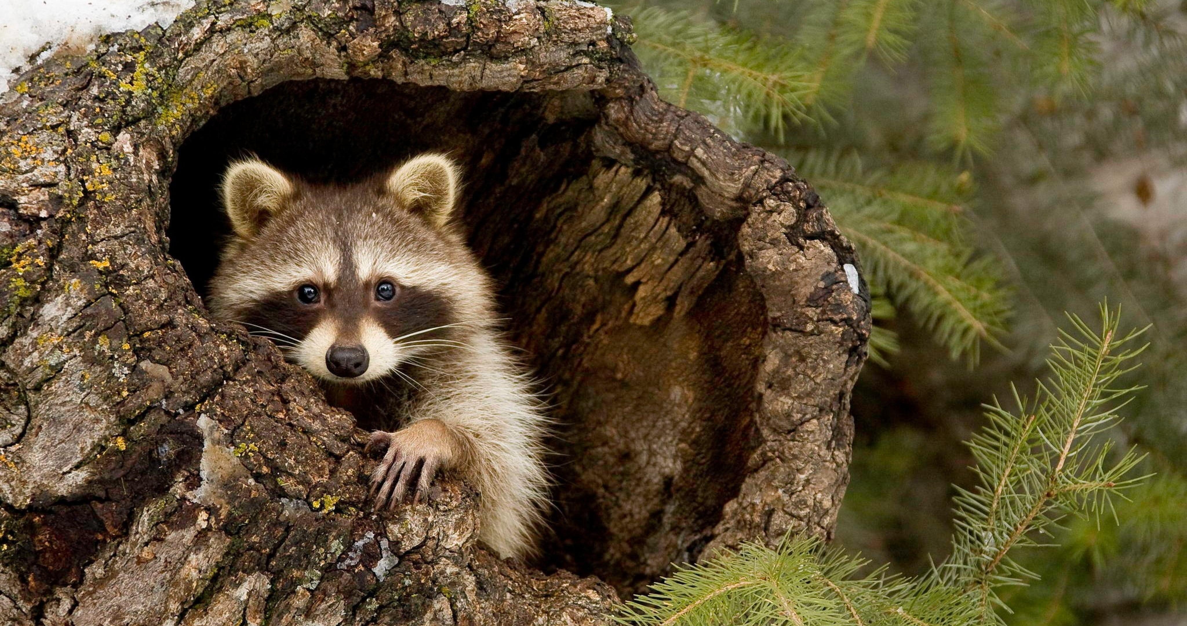 Waschbär, HD Bilder, Tierportraits, Natürlich, Hintergrund, 4100x2160 4K Desktop