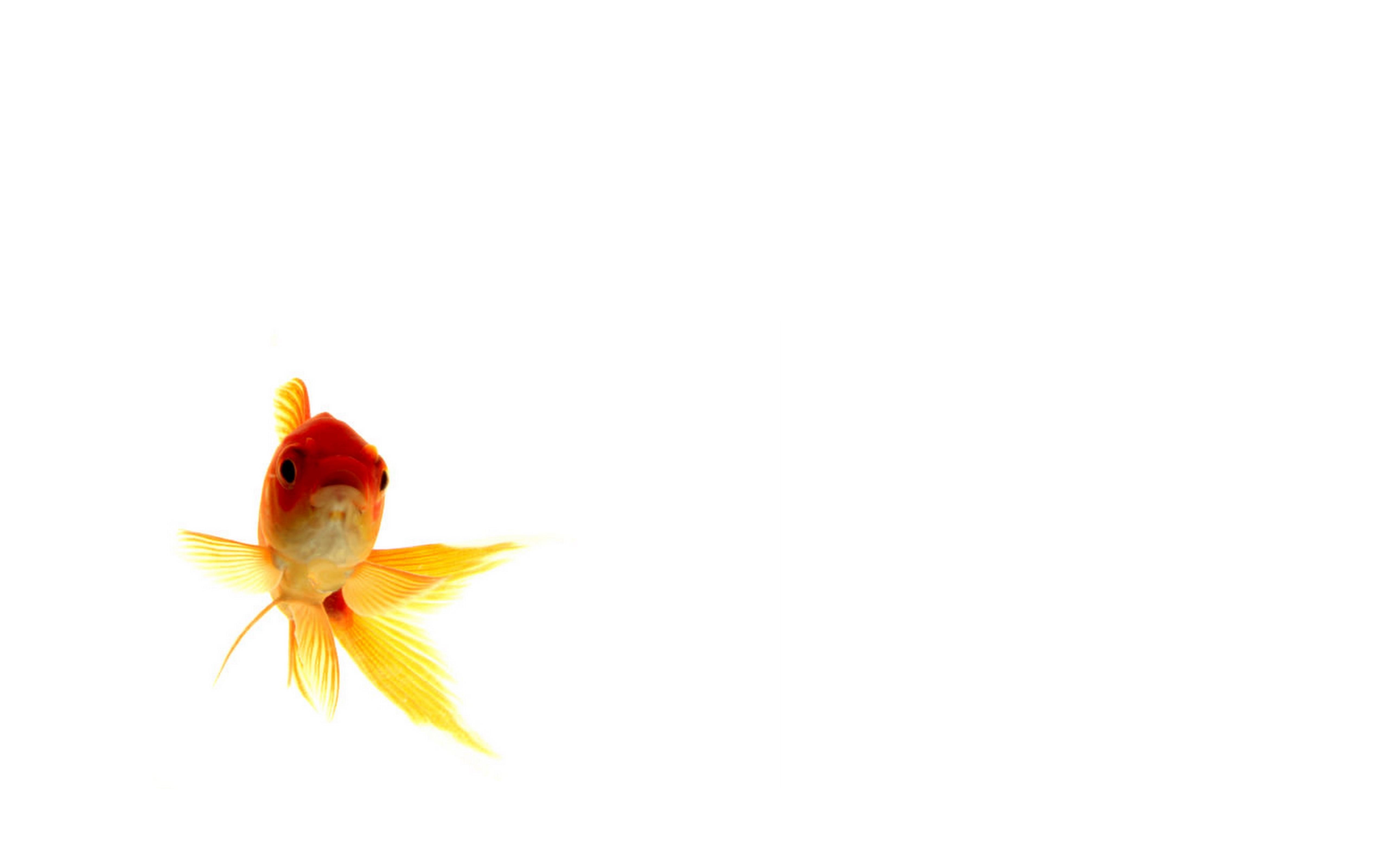 Goldfisch, HD, Download, 29663 kb, Hintergrund, 5120x3200 4K Desktop