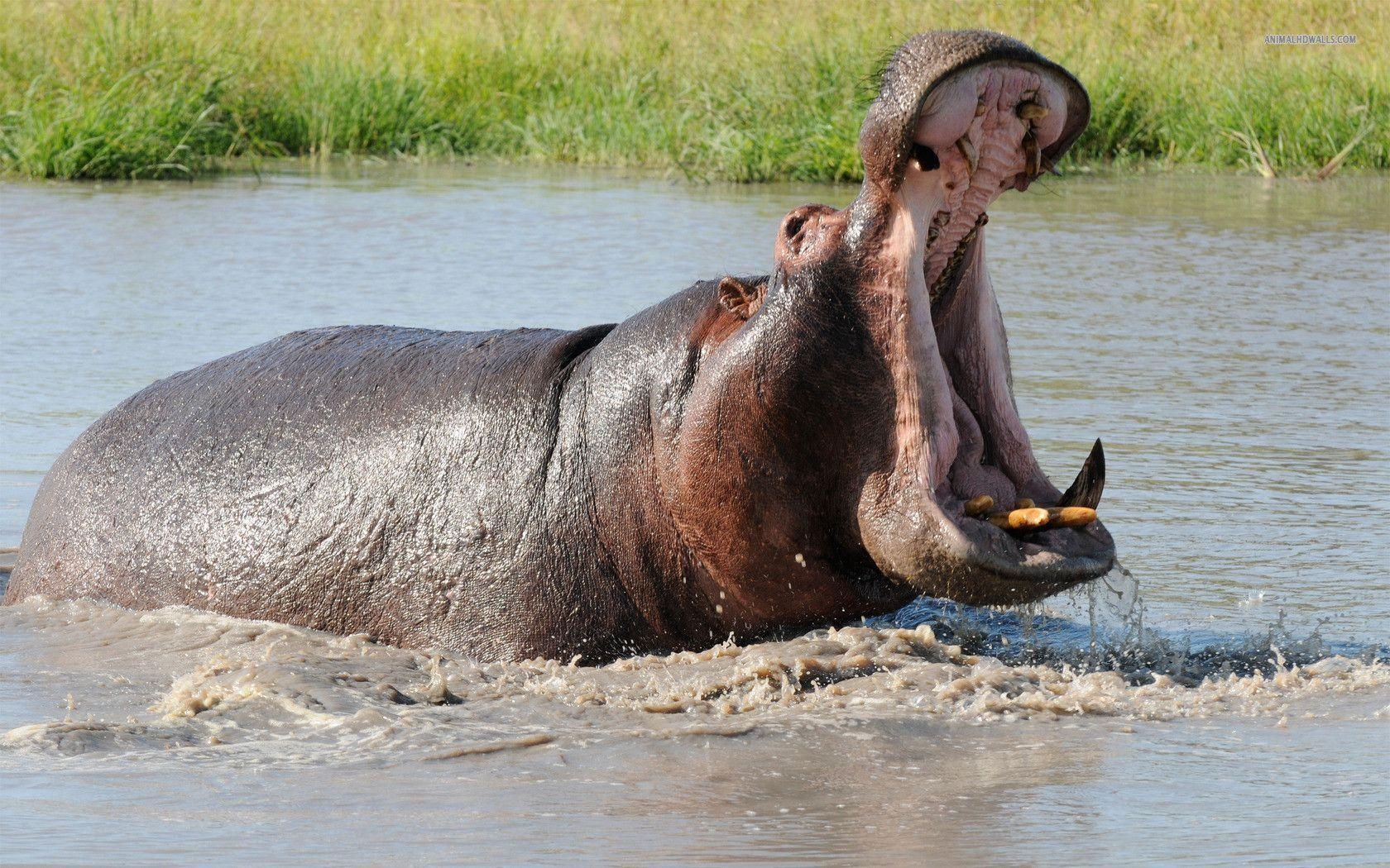 Hippopotamus, Tiere, Naturbilder, Wasser, Safari, 1680x1050 HD Desktop