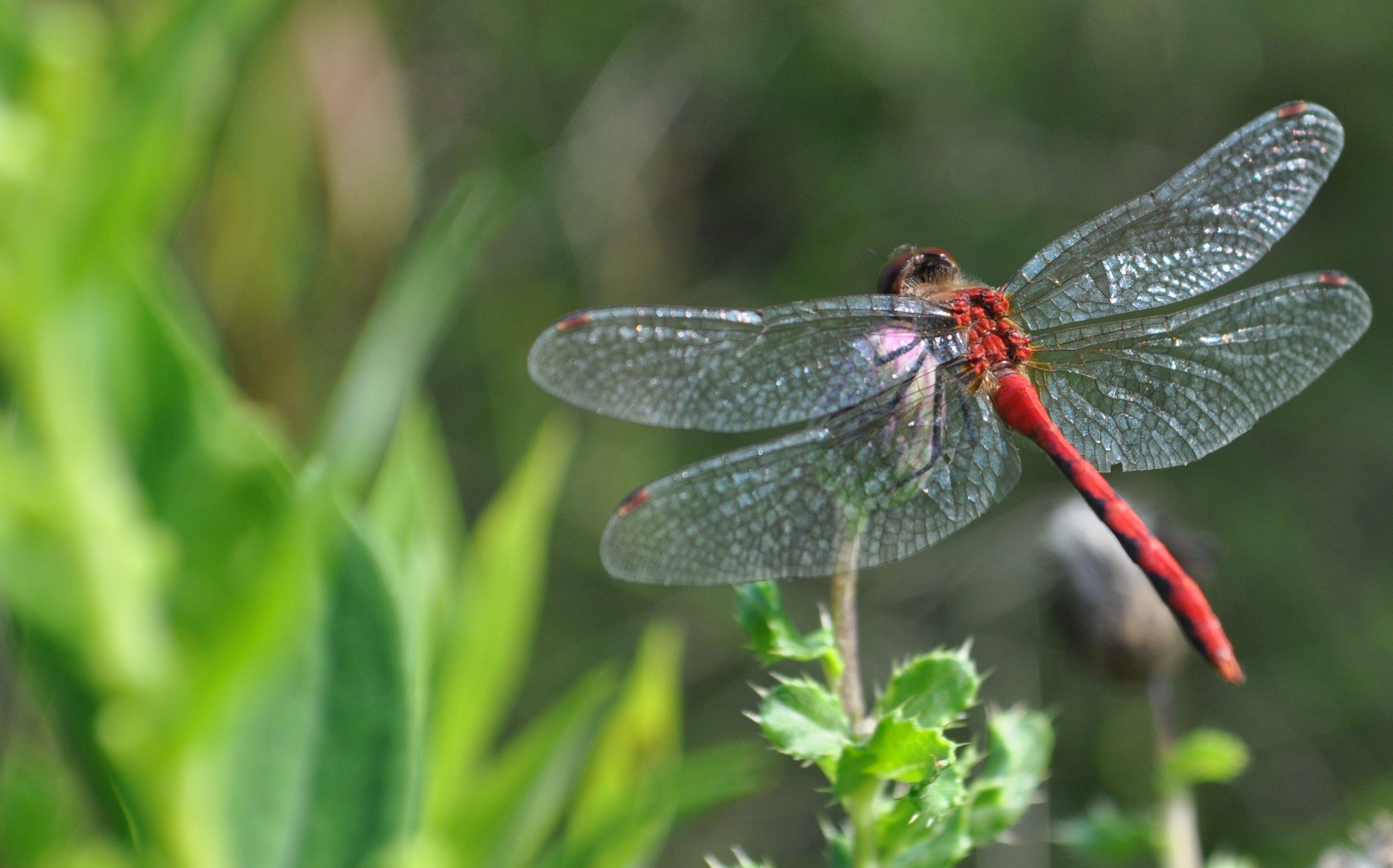 Libelle, Ultra-HD, Natur, Insekten, Hintergrund, 3240x2020 HD Desktop