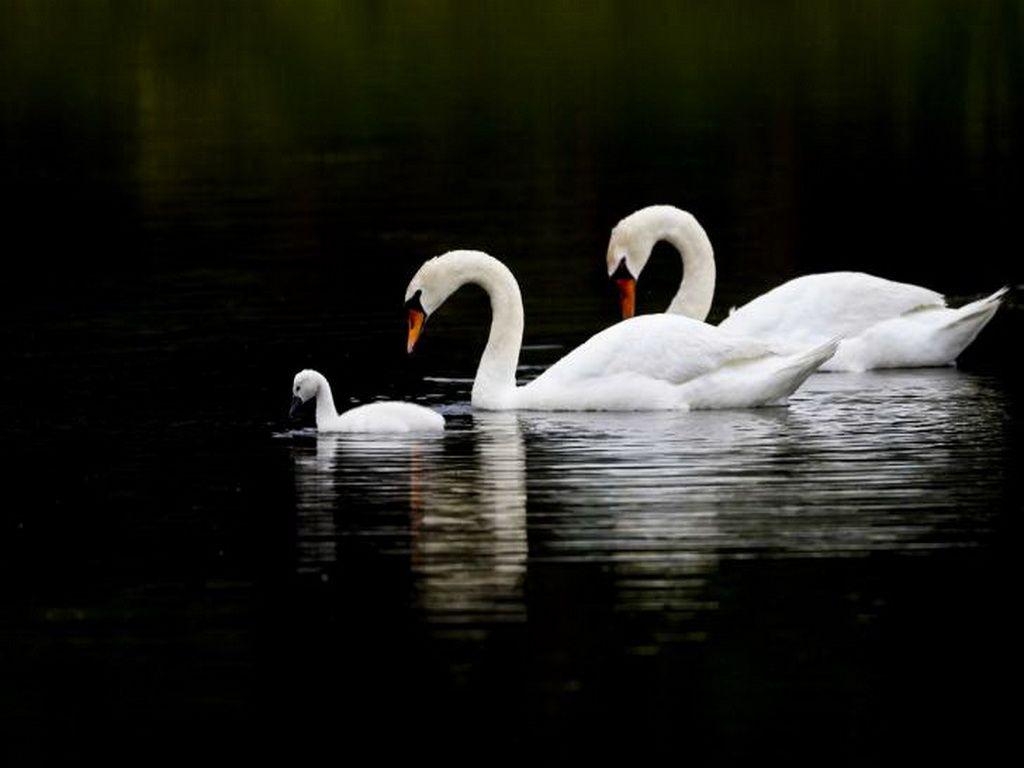 Ente, Hintergrund, Tiere, Natur, Entenbilder, 1030x770 HD Desktop