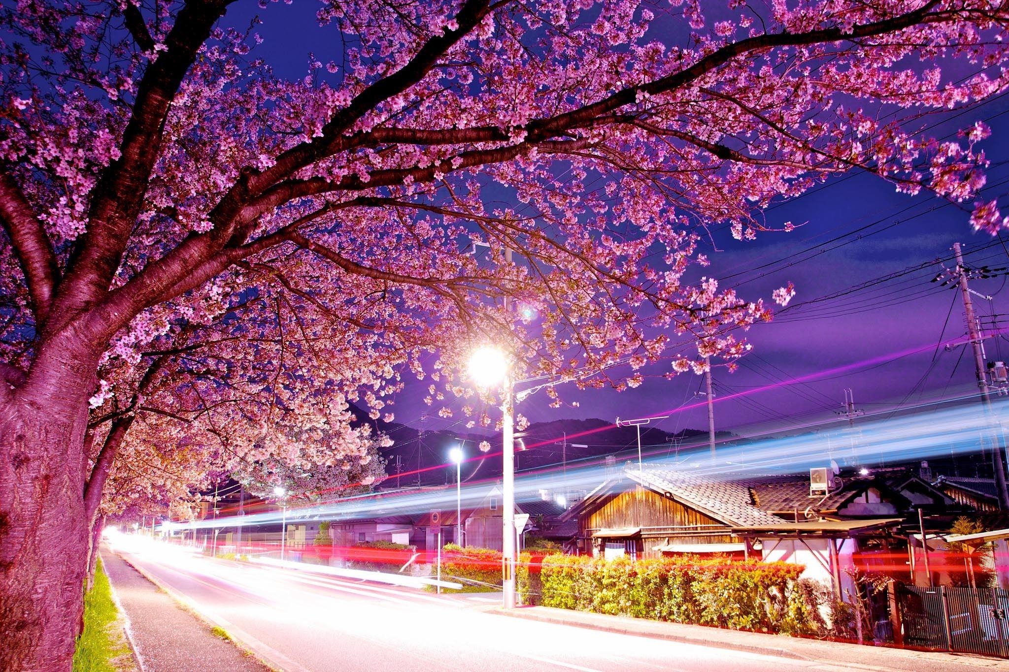 Tokyo, Kirschblüten, Stadtansicht, Nacht, Japan, 2050x1370 HD Desktop