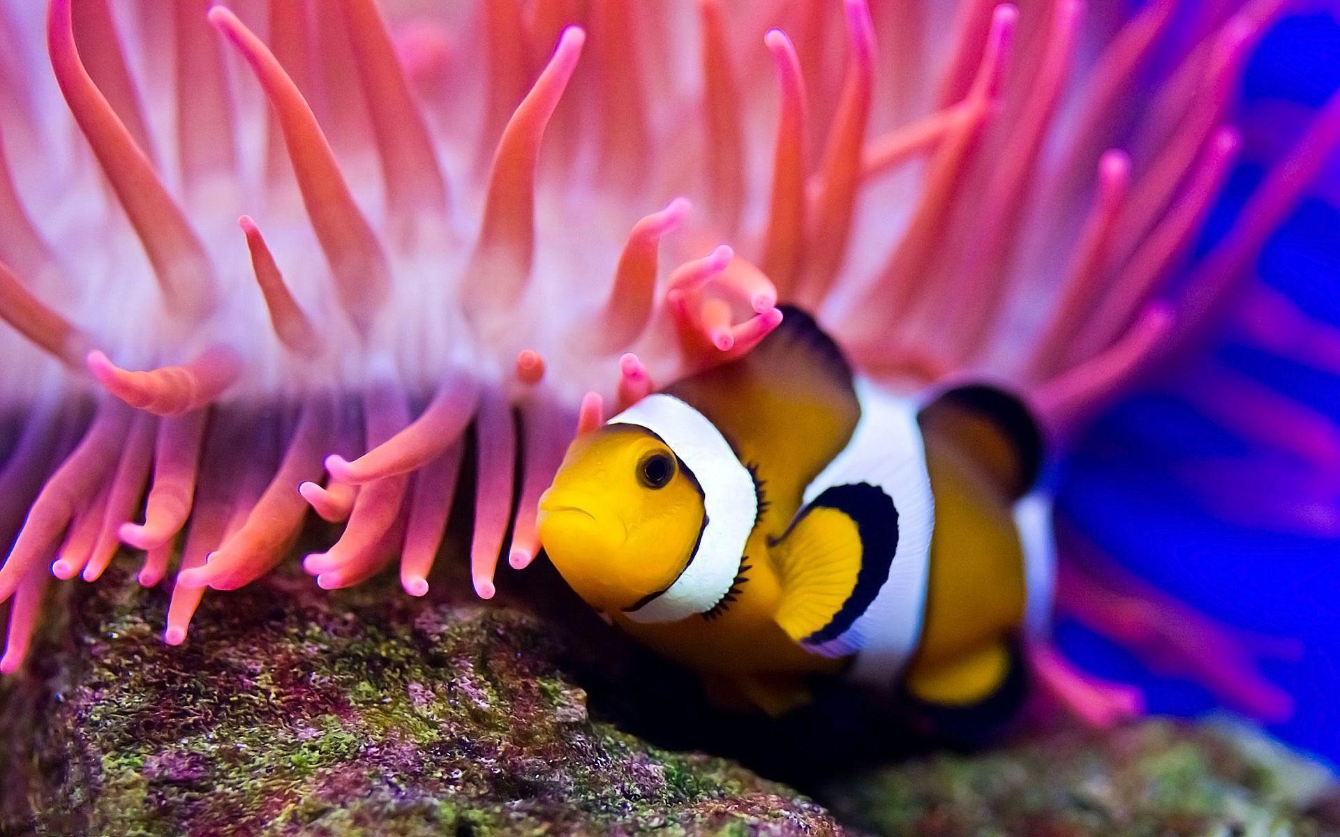 Clownfisch, 21x1200, Hintergrund, Tiere, Ozean, 1920x1200 HD Desktop