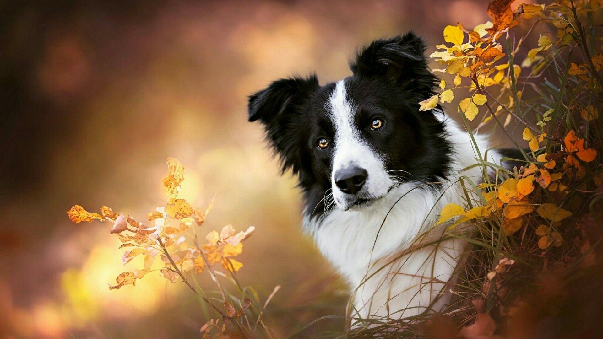 Border Collie, Tiere, Natur, Hundeporträt, Freunde, 1920x1080 Full HD Desktop