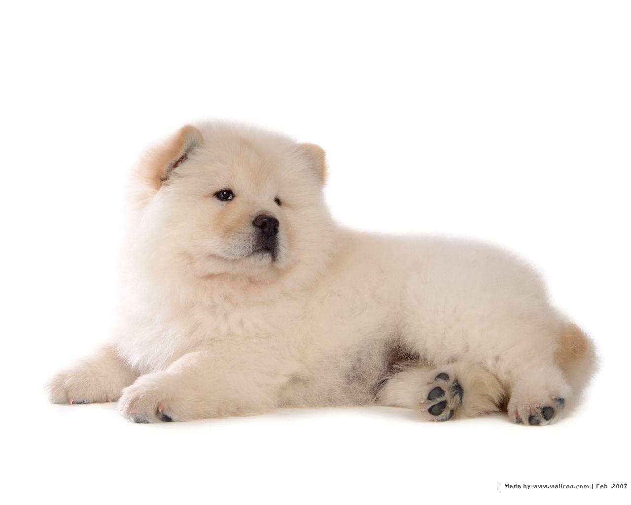 Chow Chow, Doppel, Bild, HD, Hund, 1280x1030 HD Desktop