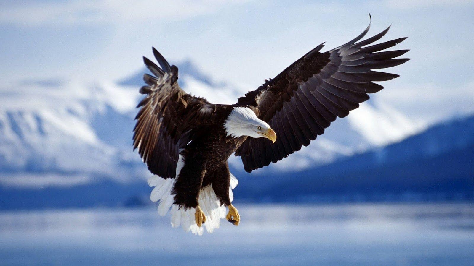 Adler, HD, Foto, Tiere, Hintergrund, 1600x900 HD Desktop