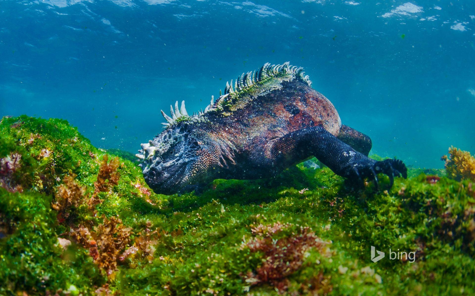 Galapagos, Meerechse, Algen, Fernandina, Reisen, 1920x1200 HD Desktop