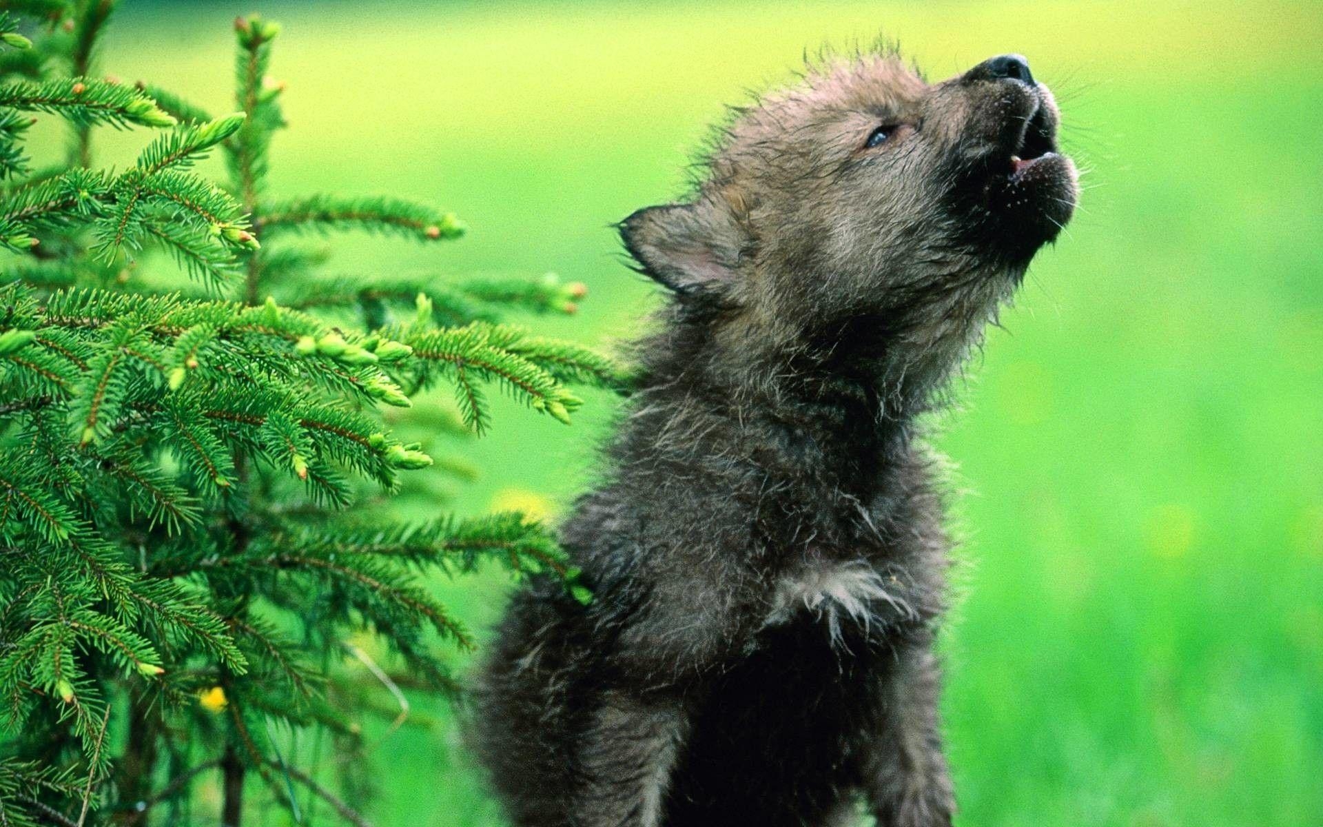 Babywolf, Jungtier, Natur, Wildtiere, Niedlich, 1920x1200 HD Desktop