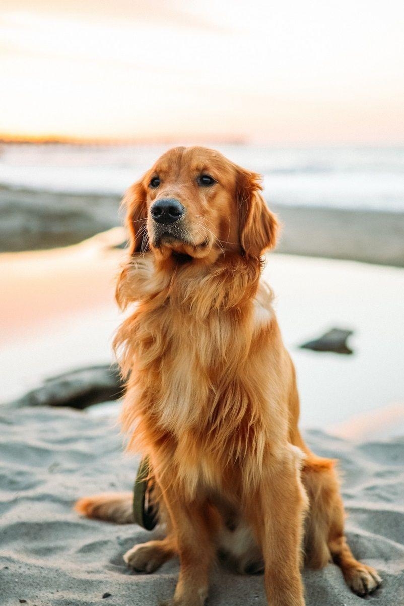 Golden Retriever, Hund, Foto, Tierfreunde, Verspielt, 810x1210 HD Handy