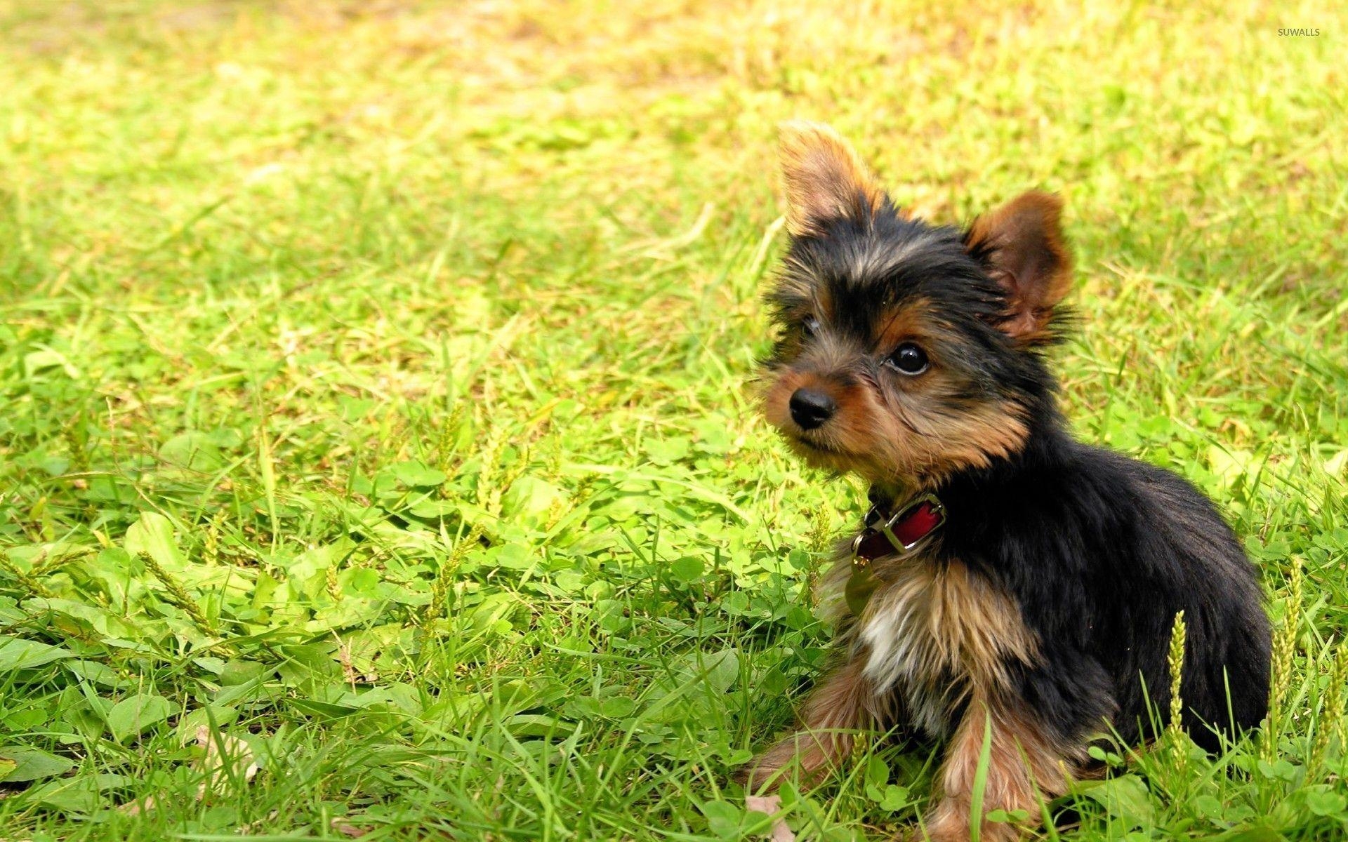 Yorkshire Terrier, Welpe, Tierfoto, Wallpaper, Niedlich, 1920x1200 HD Desktop