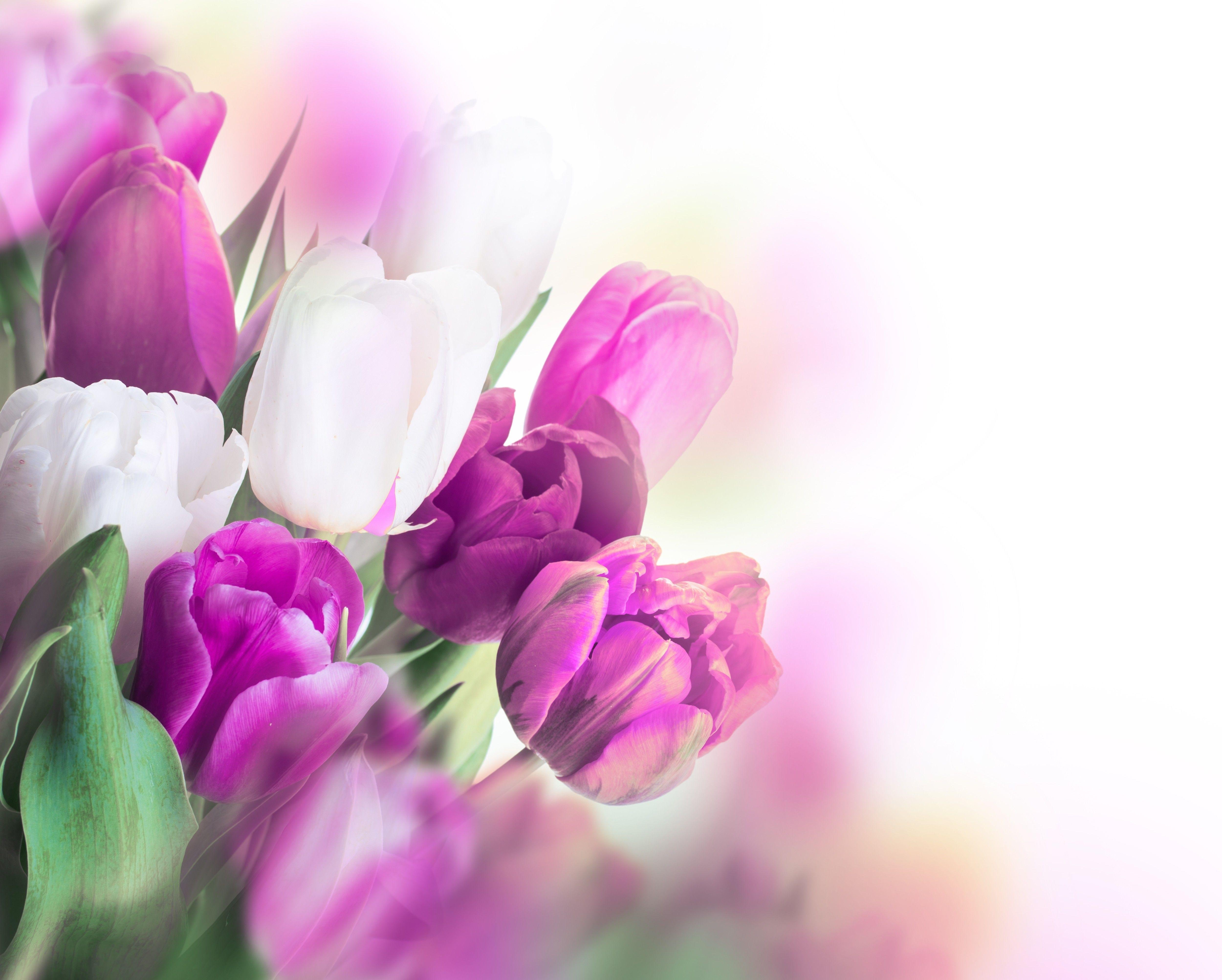 Tulpen, Blumen, Lila, Natur, Liebe, 5000x4010 4K Desktop