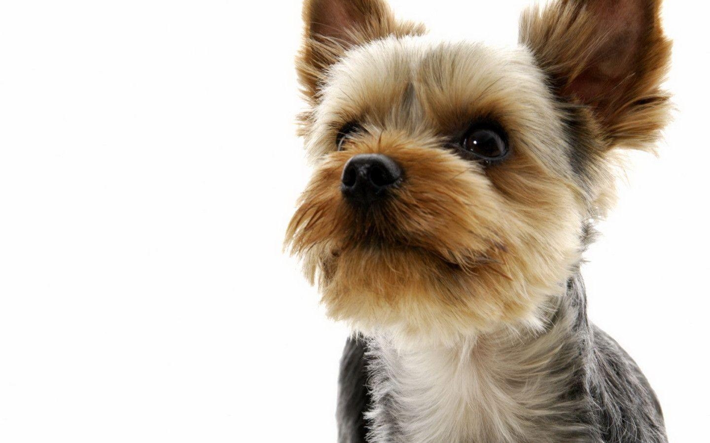 Yorkshire Terrier, Glanzfell, Pfoten, sanftmütig, elegantes Aussehen, 1440x900 HD Desktop