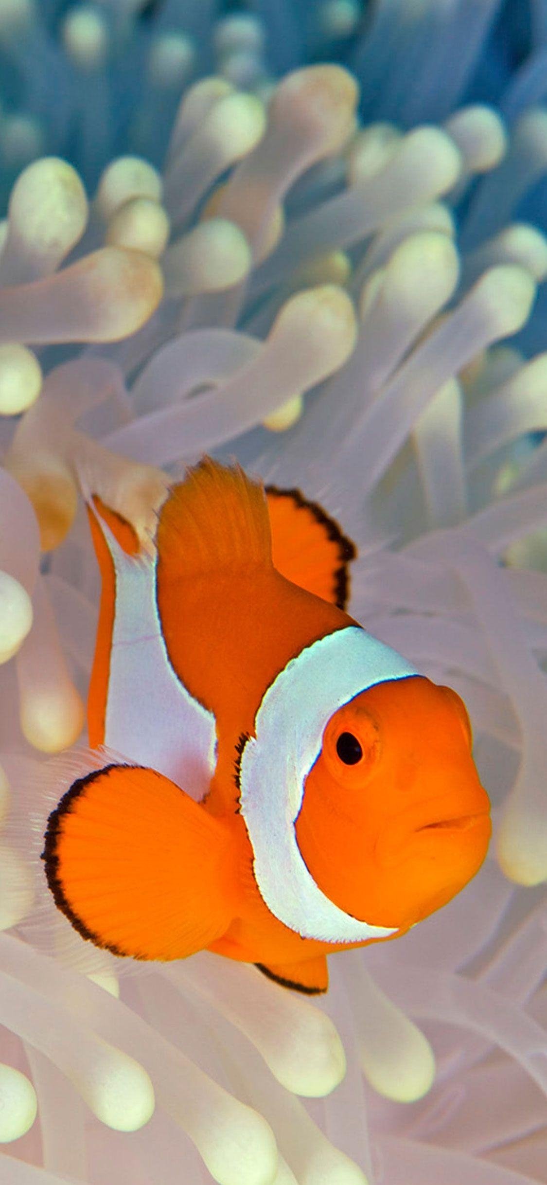 Clownfisch, Bild, HD, Unterwasser, Leben, 1130x2440 HD Handy