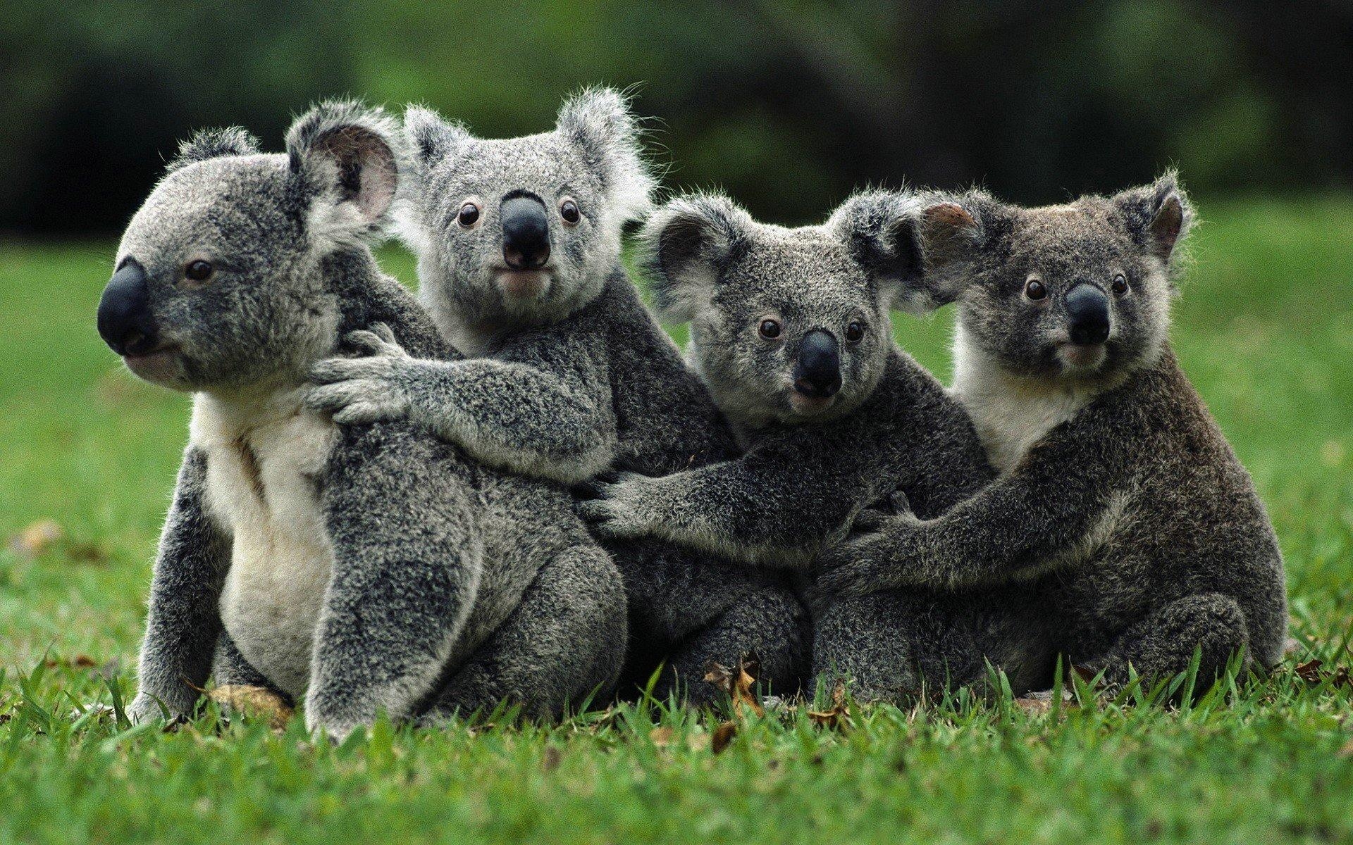 Koala, HD, Natur, Australien, Tapete, 1920x1200 HD Desktop