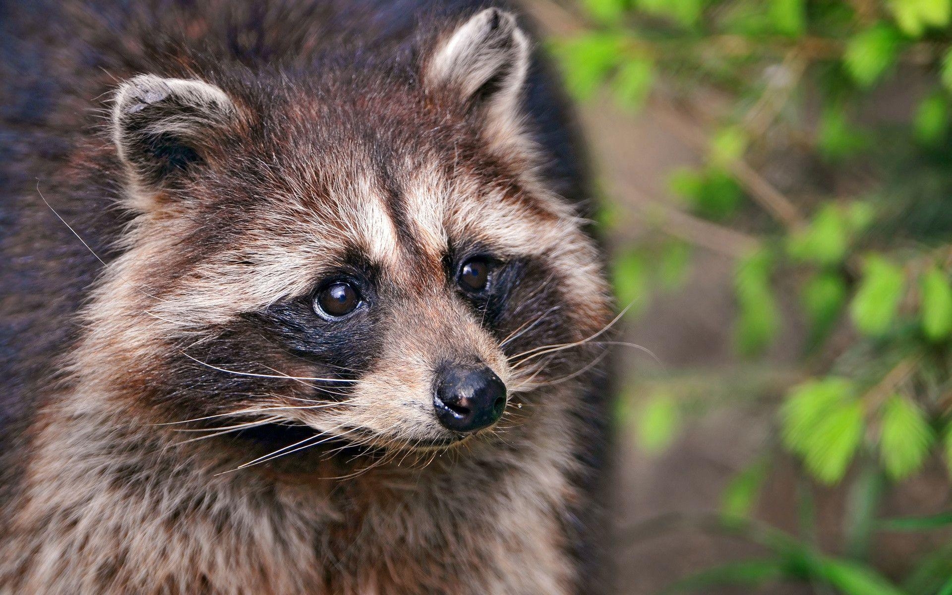 Waschbär, Tiere, süß, Hintergrund, Wald, 1920x1200 HD Desktop