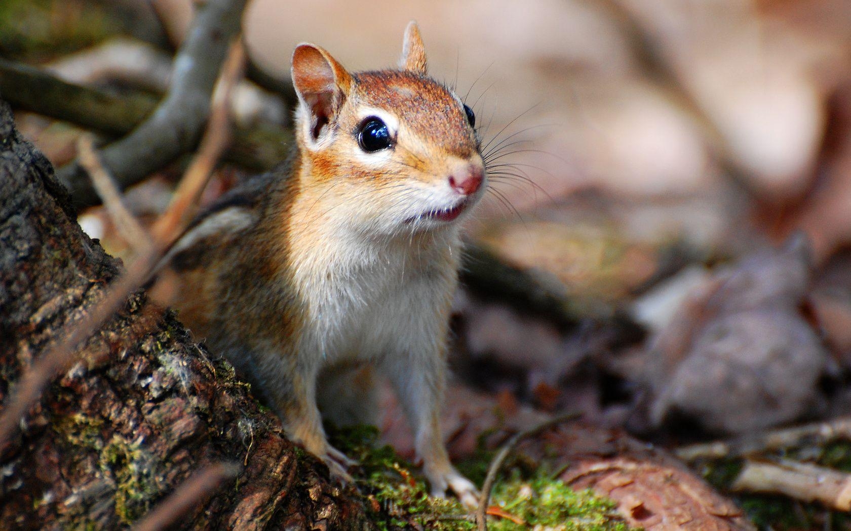 Niedliches HD Streifenhörnchen, Tiere, Wallpaper, süß, Bild, 1680x1050 HD Desktop