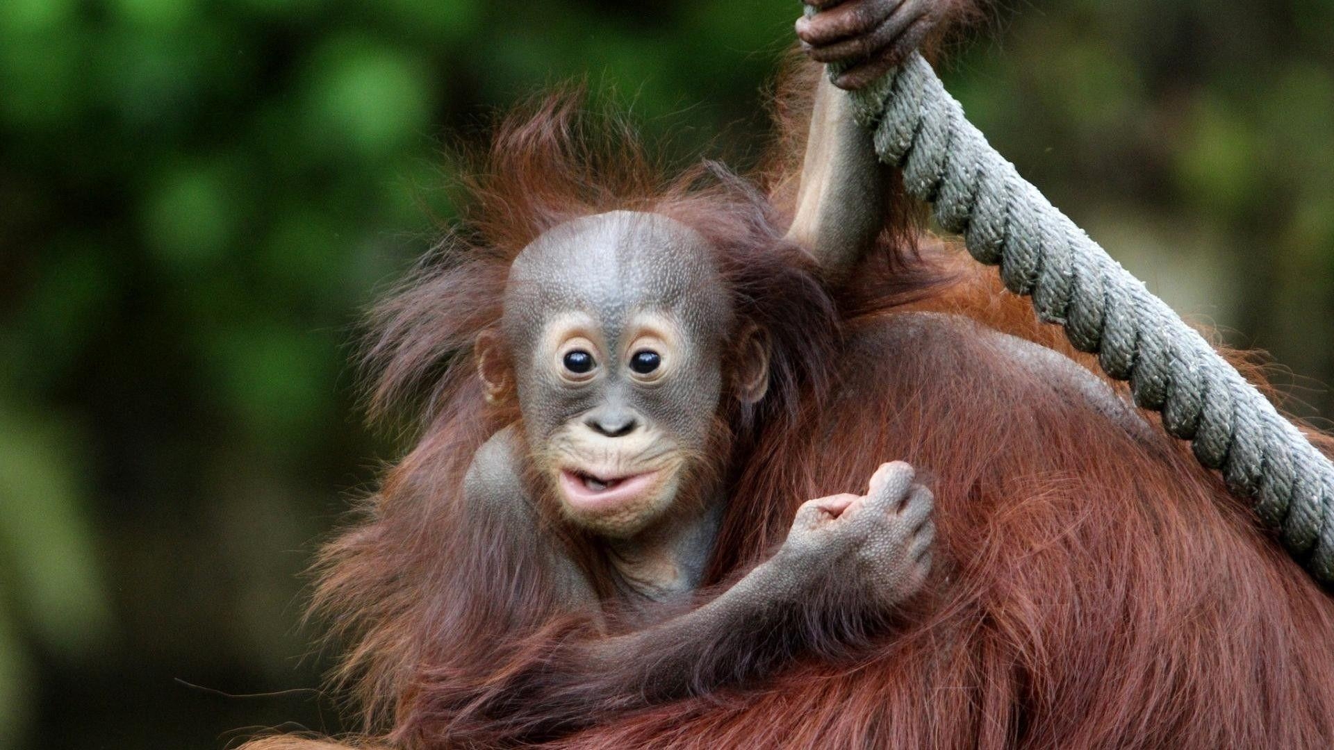 Baby Orang-Utan, Tier, Junge, Primat, Hintergrund, 1920x1080 Full HD Desktop