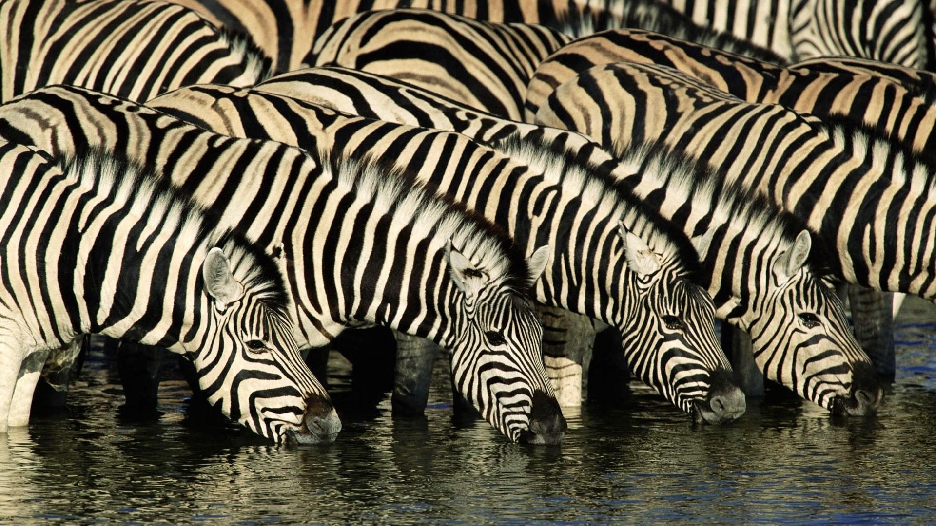 Zebra, Bild, Streifen, Wildnis, Landschaft, 1920x1080 Full HD Desktop