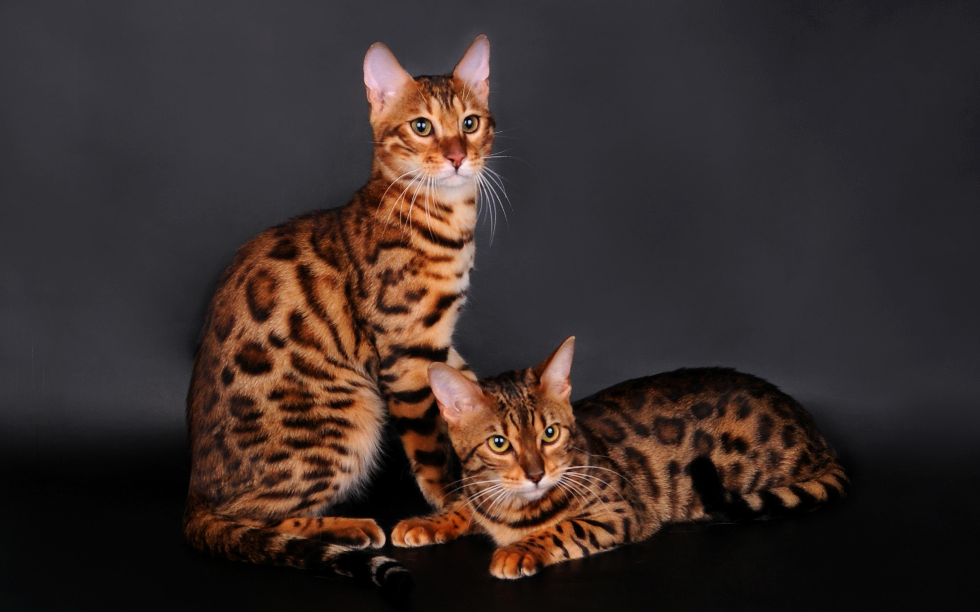 Bengalkatze, HD, Hintergrund, Tier, Bild, 3840x2400 4K Desktop